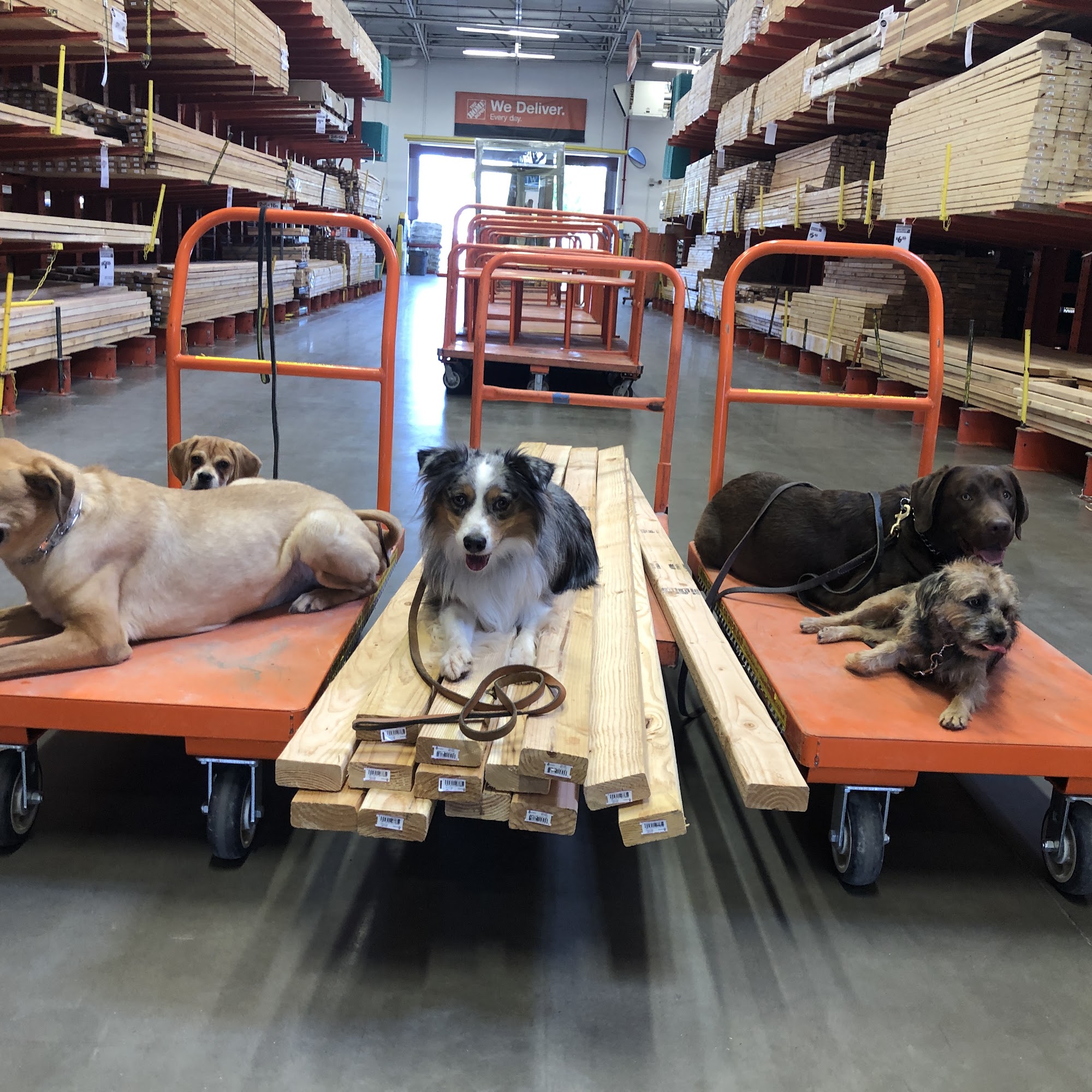 Clover Canine Phoenix