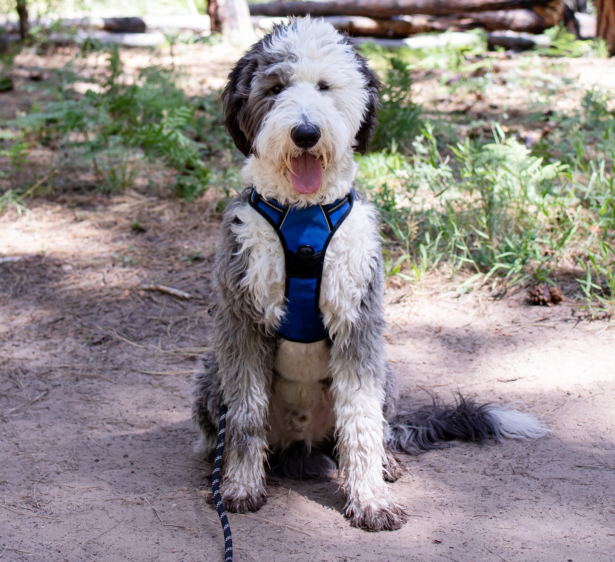 Clover Canine Phoenix