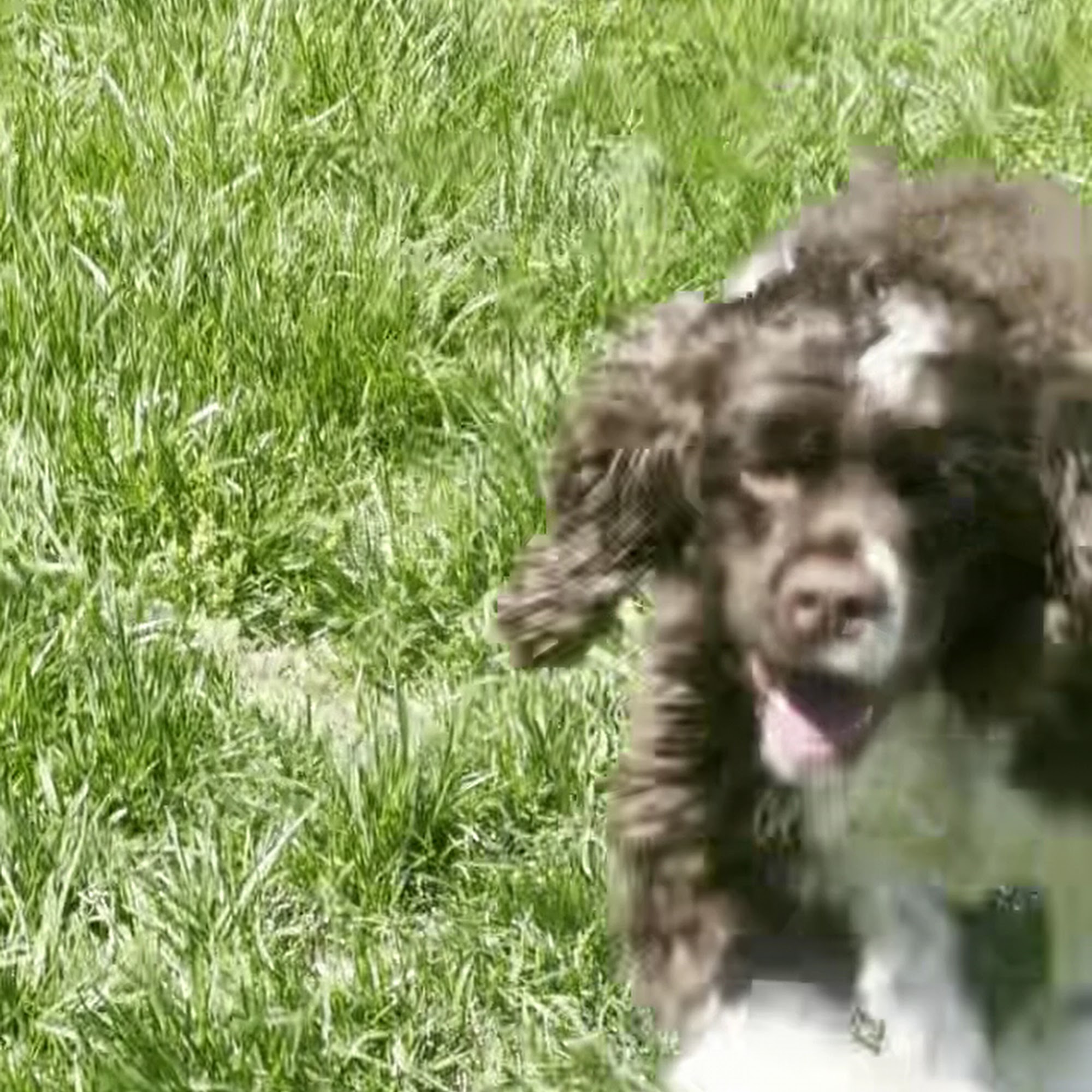 Arizona Animal Welfare League Phoenix