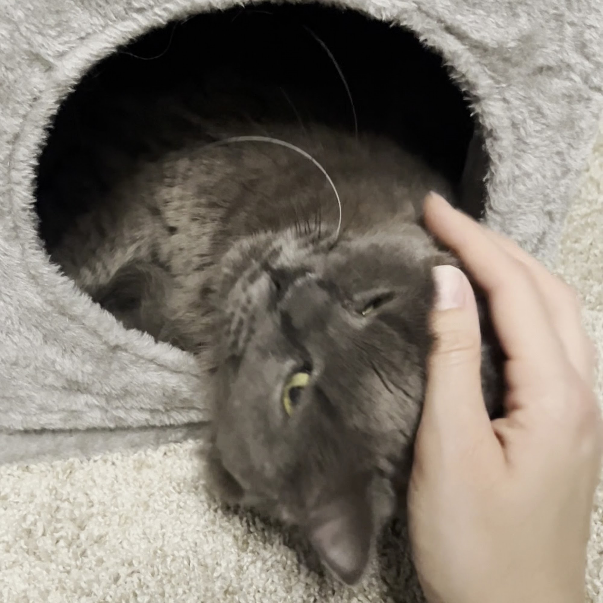 Arizona Humane Society South Mountain Campus Phoenix