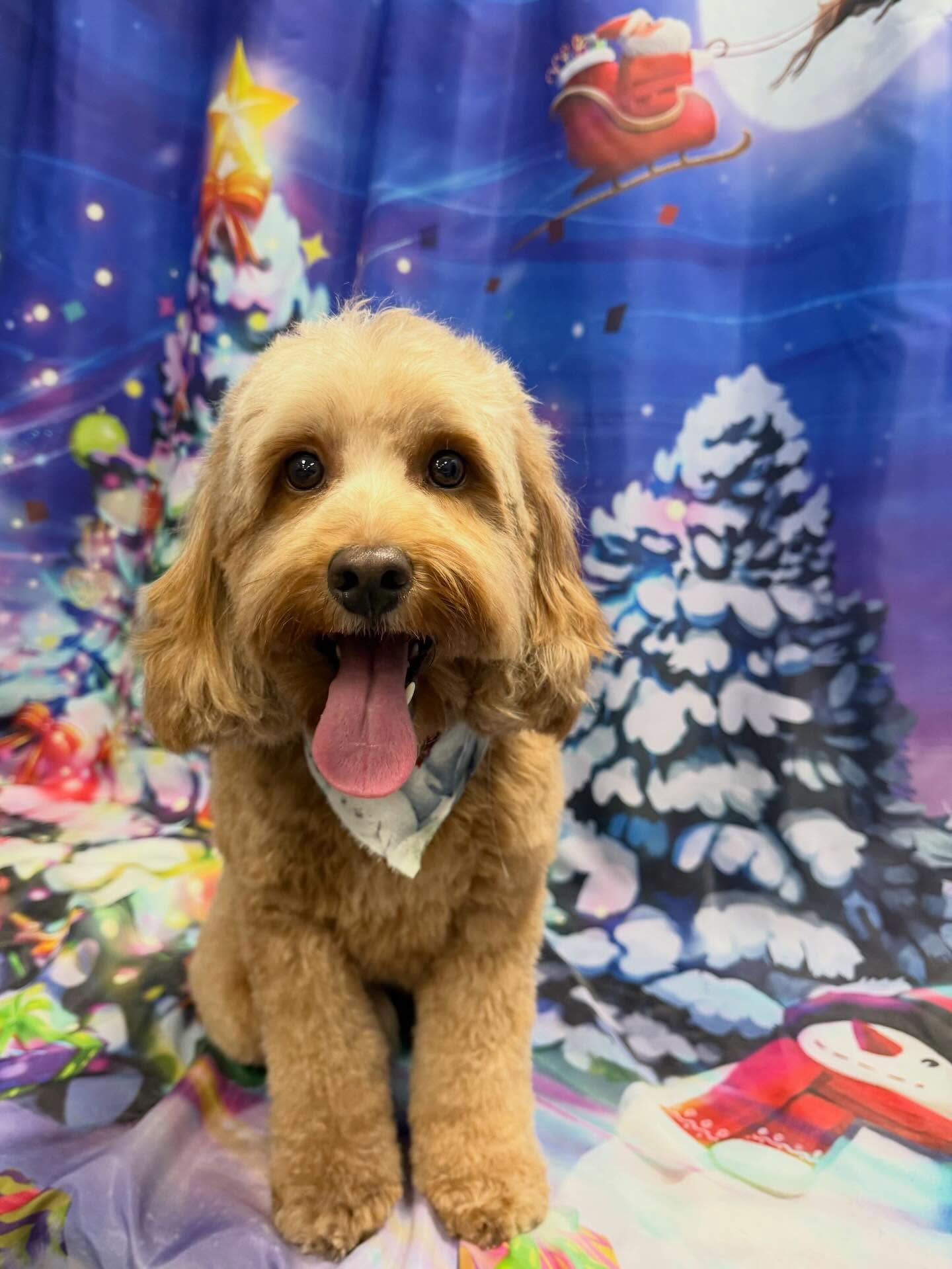 Paws With Claws Pet Spa Phoenix