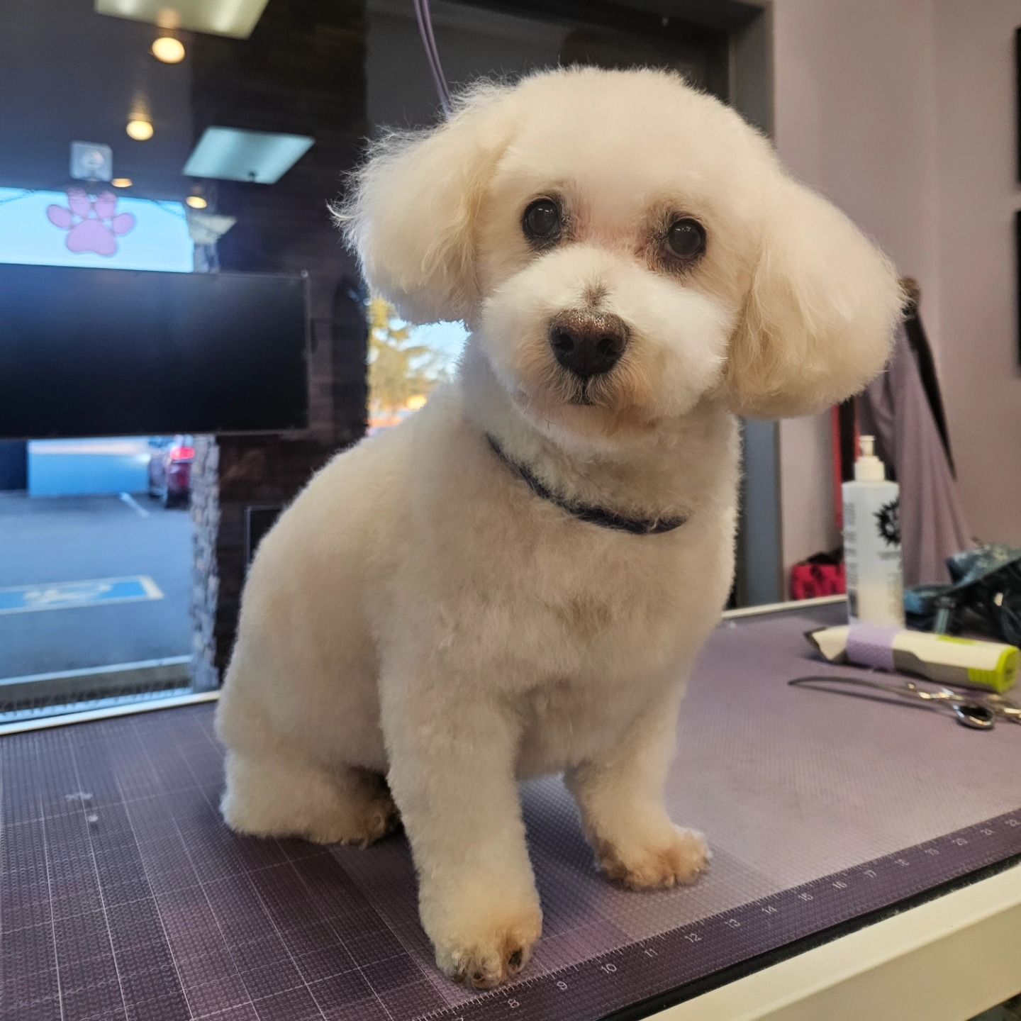 One Love Pet Parlor Phoenix