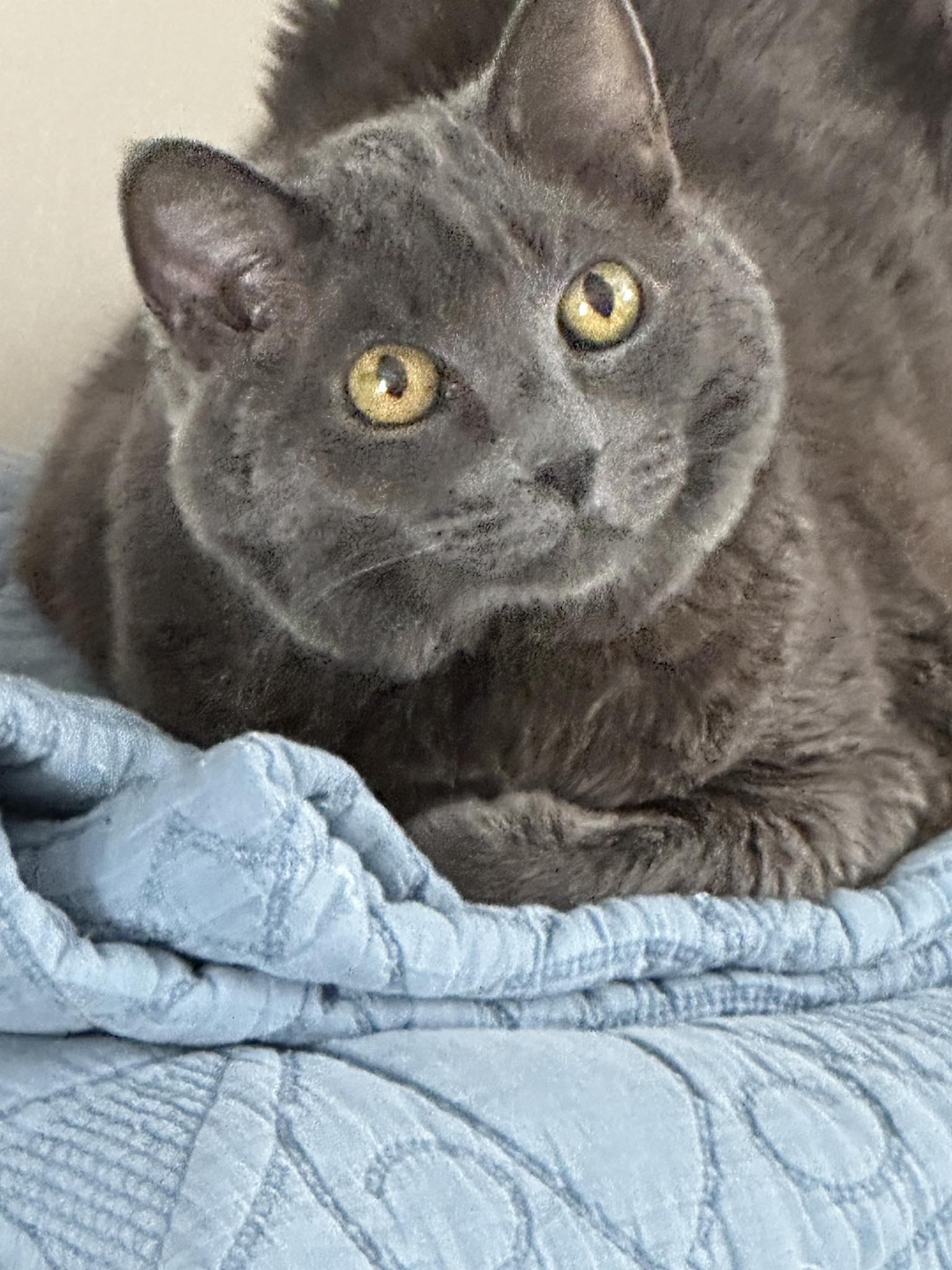 Angel Veterinary Services - At Home Pet Euthanasia Phoenix