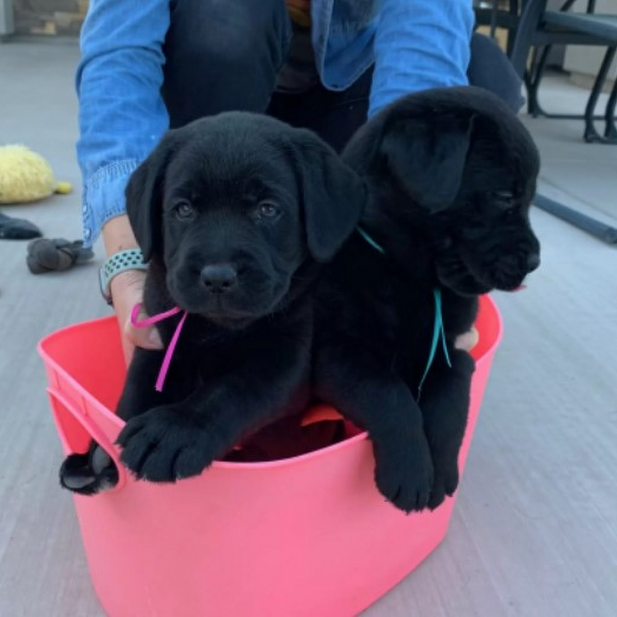 Ricochet Labradors Phoenix