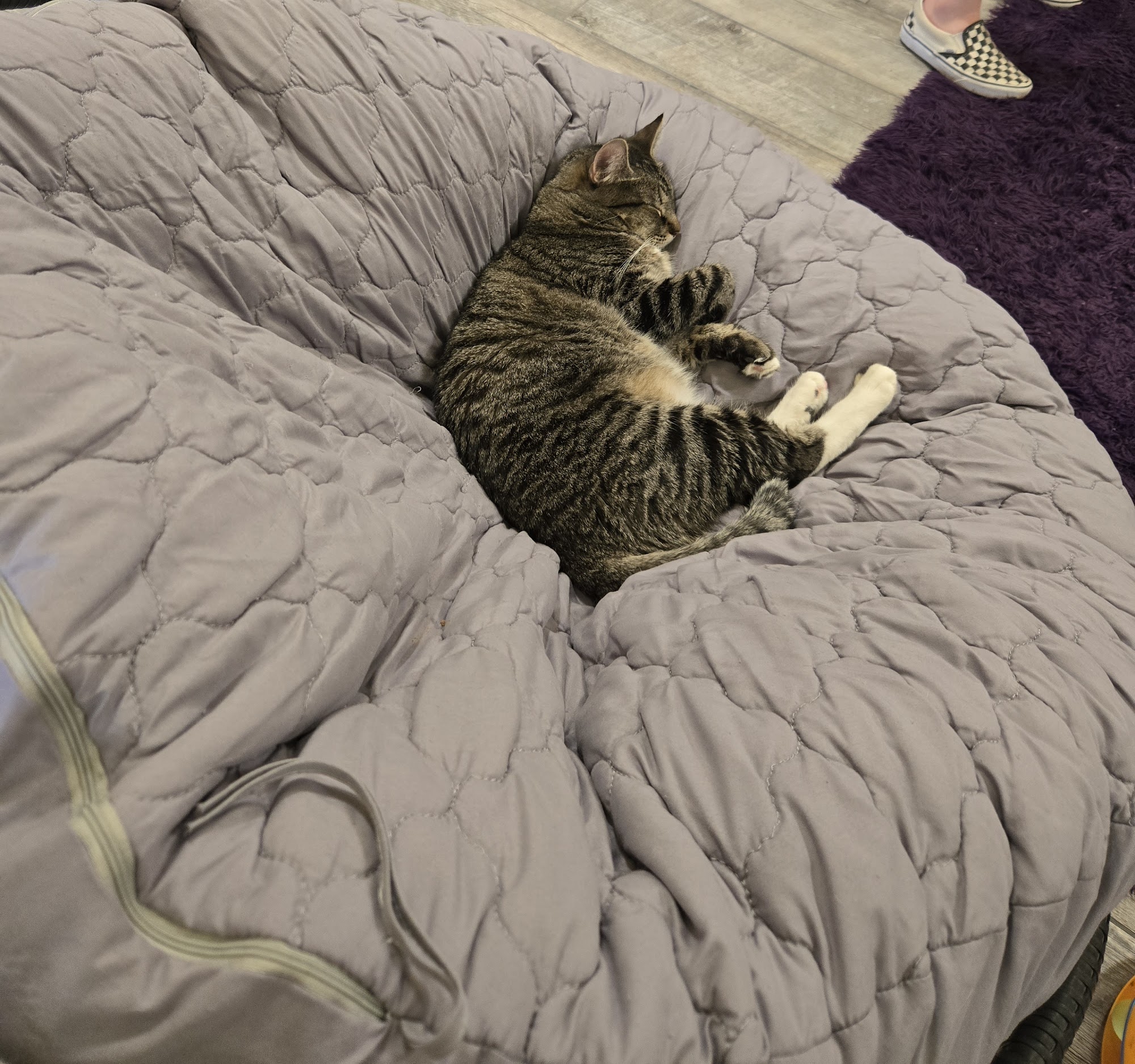 PHX Cat Cafe Phoenix