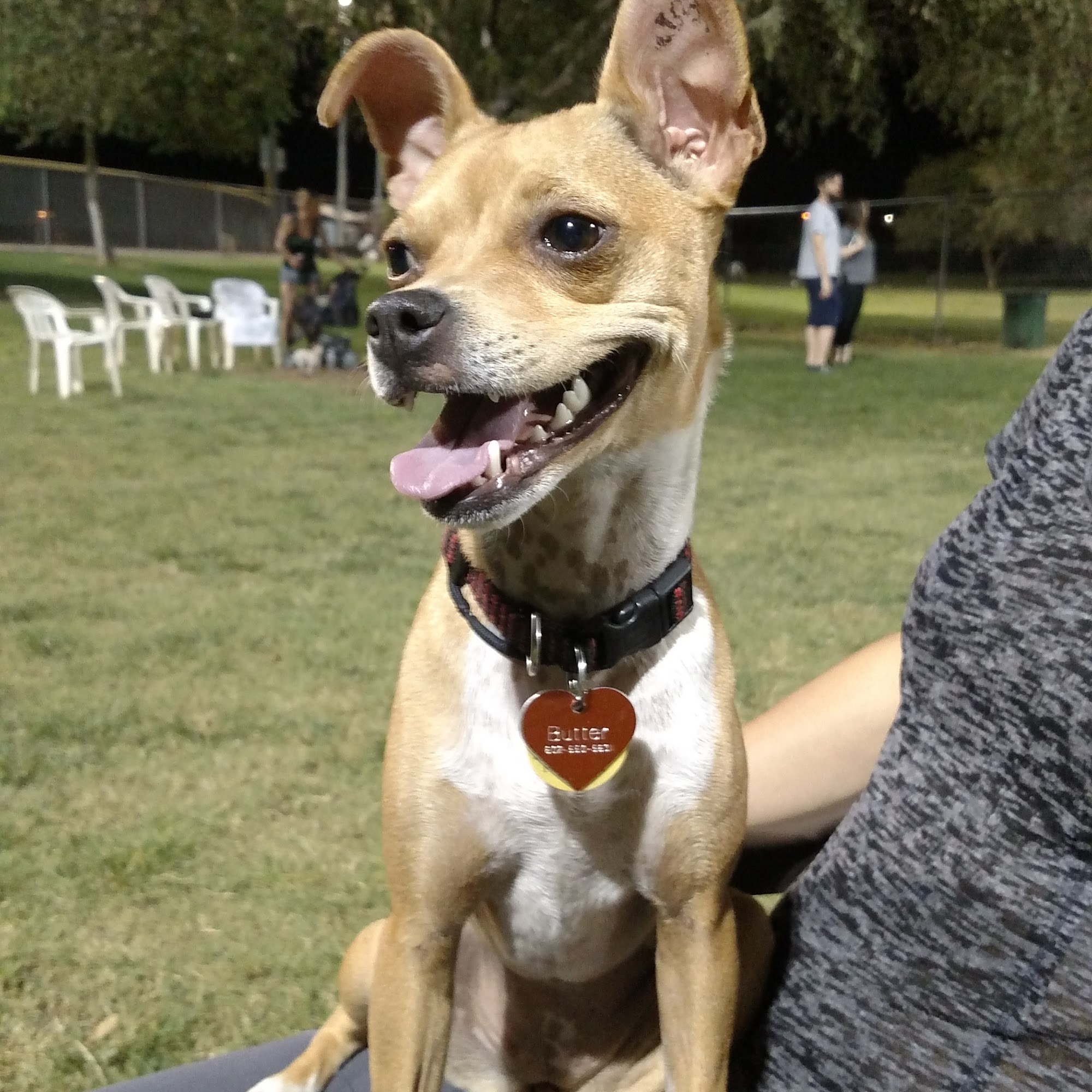 Rose Mofford Dog Park Phoenix