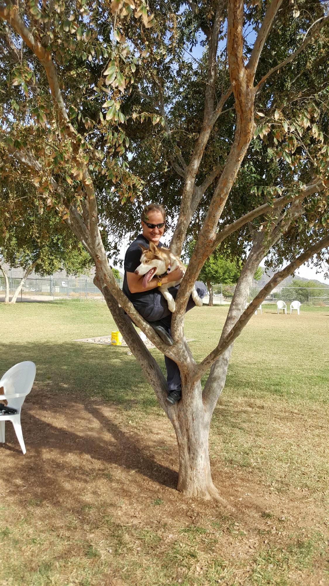 Rose Mofford Dog Park Phoenix