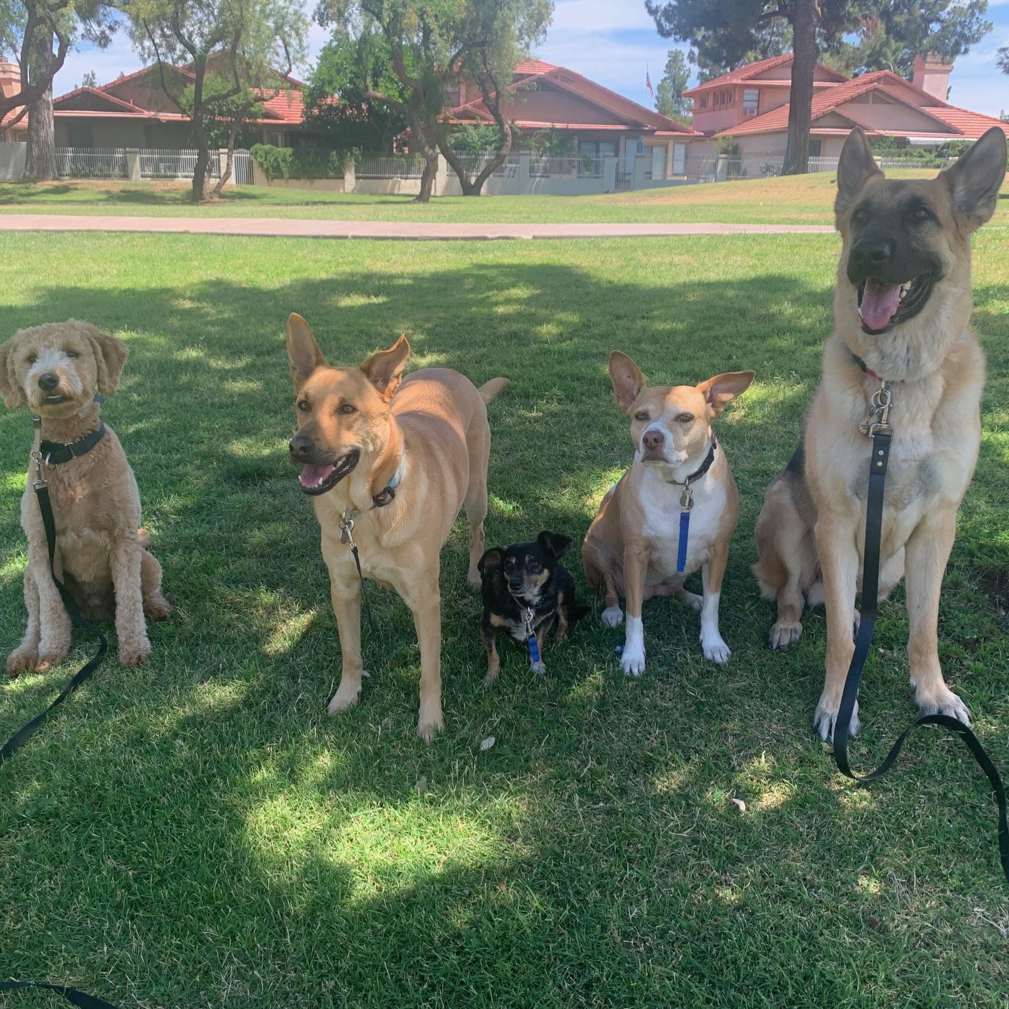 Nate Dog Training Phoenix