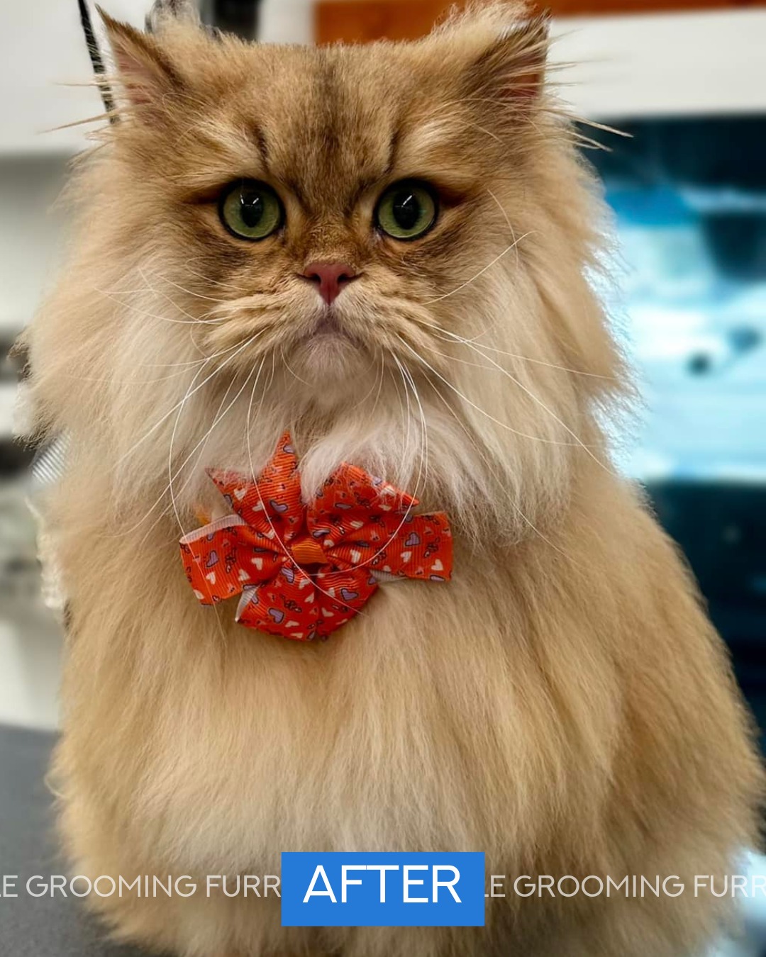 Furry Land of Phoenix Phoenix