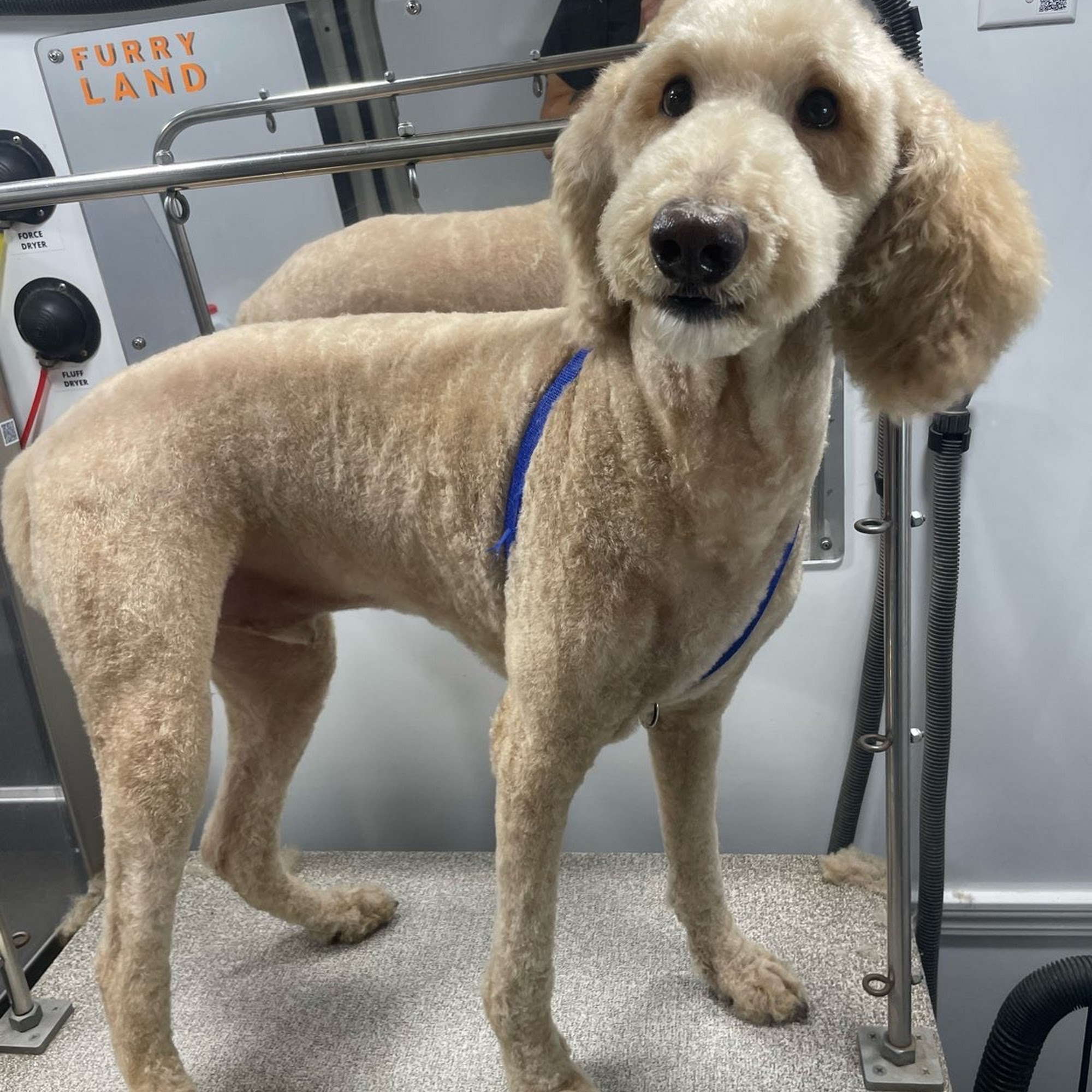 Furry Land of Phoenix Phoenix