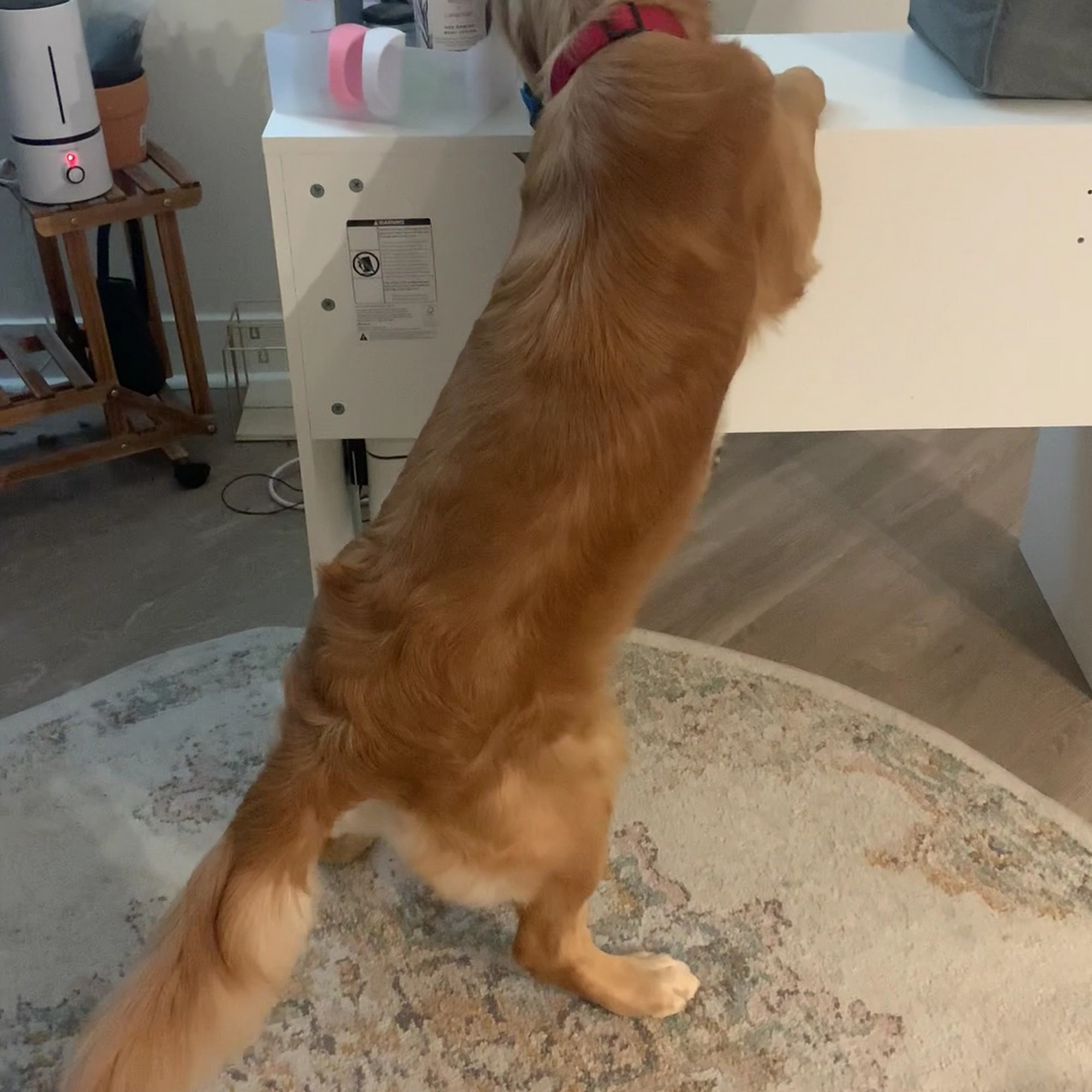 Haus of Dogs Phoenix