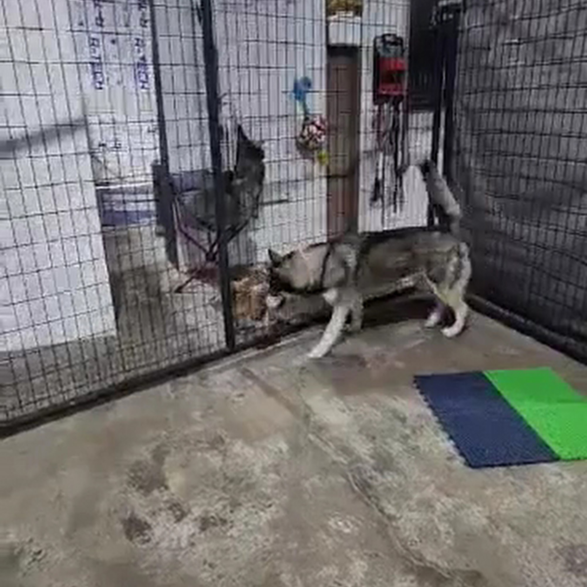 Nadia's Dog Nanny Services LLC Phoenix