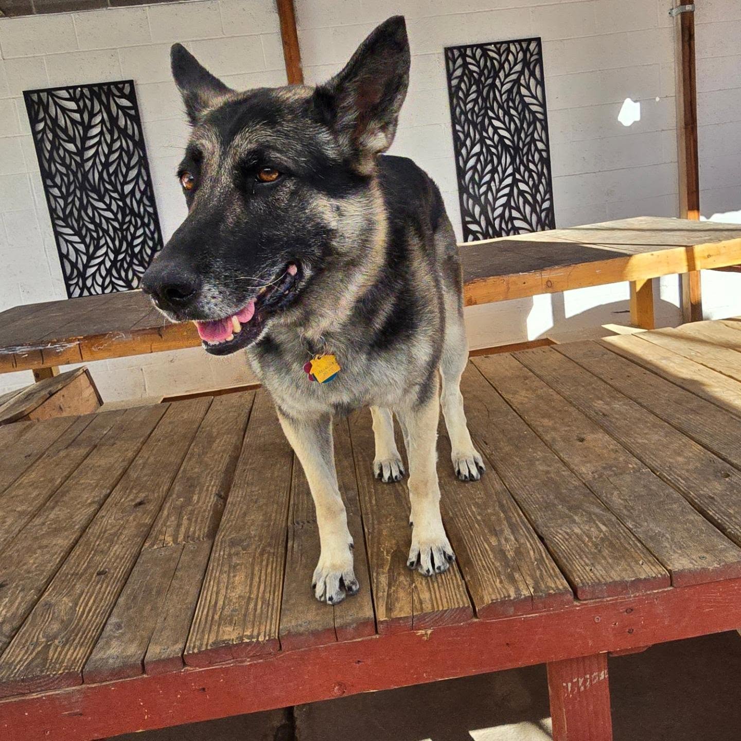 Nadia's Dog Nanny Services LLC Phoenix