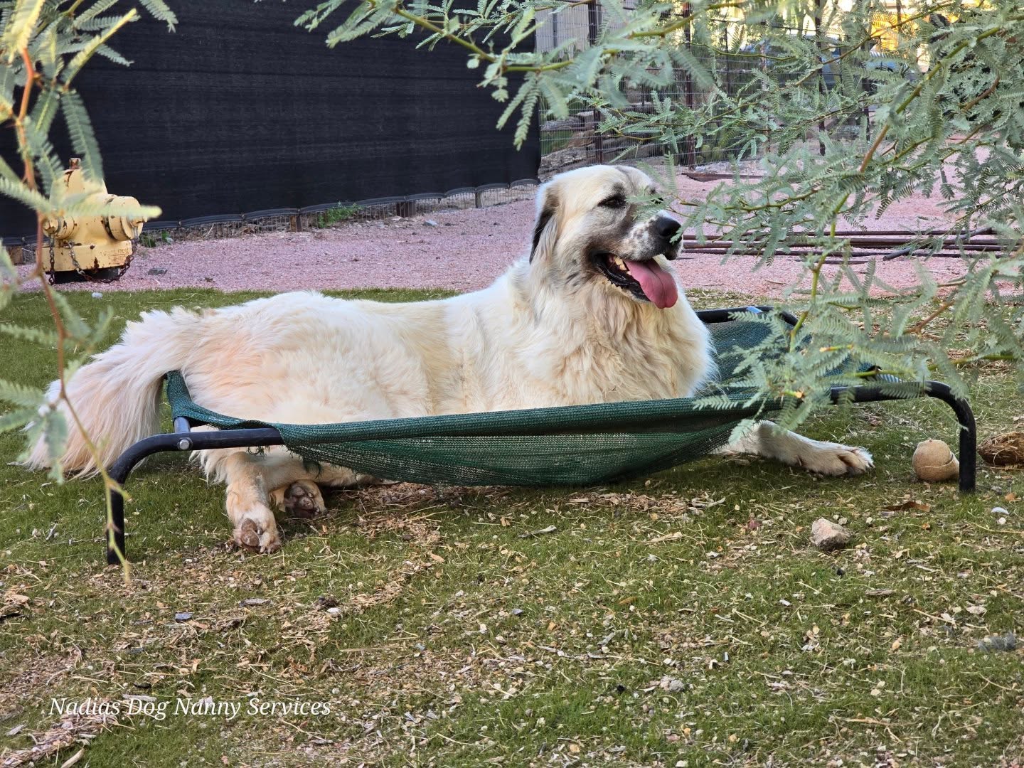 Nadia's Dog Nanny Services LLC Phoenix