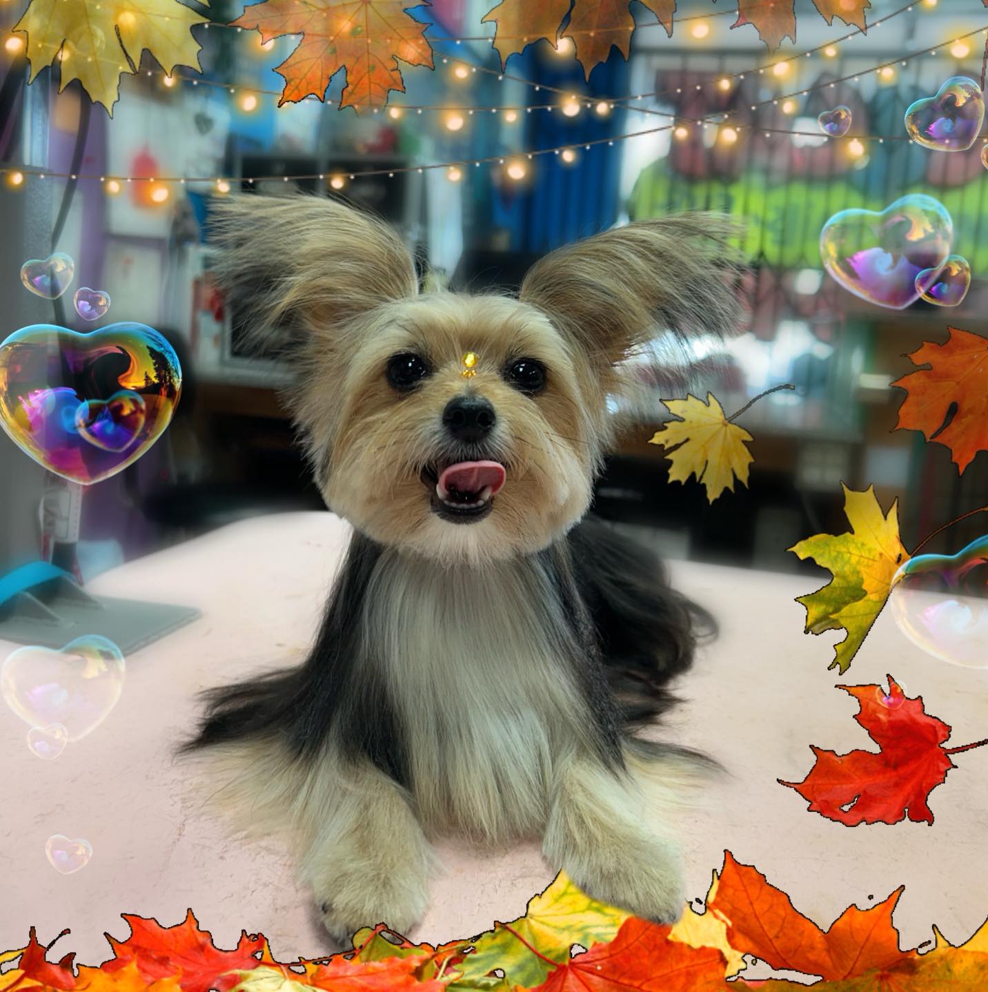 Betty and Friends Grooming Phoenix