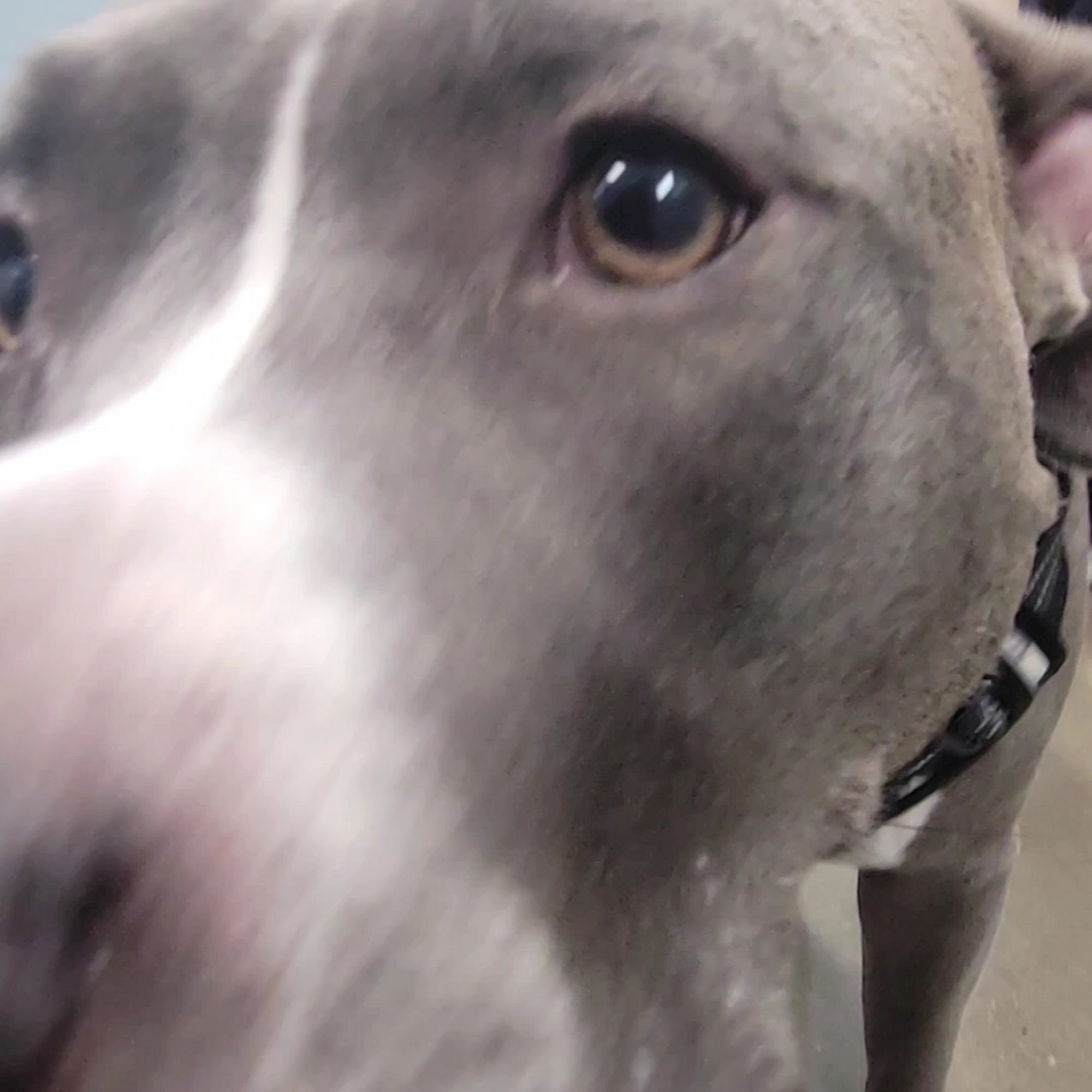 PetWellClinic - Ahwatukee Phoenix