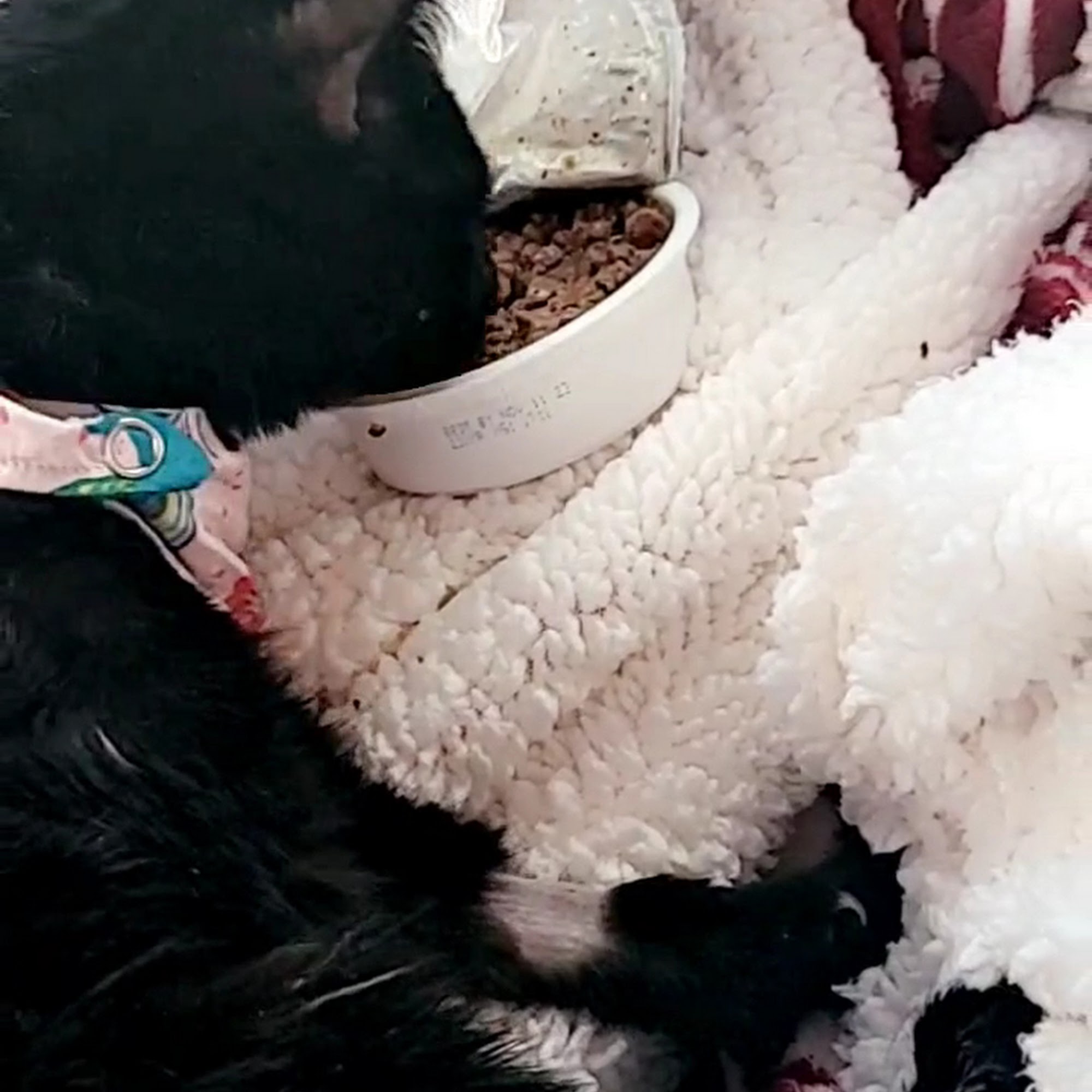 Veterinary Neurological Center Phoenix