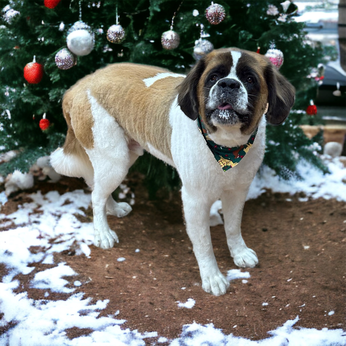 Bargain Barks Pet Grooming Phoenix