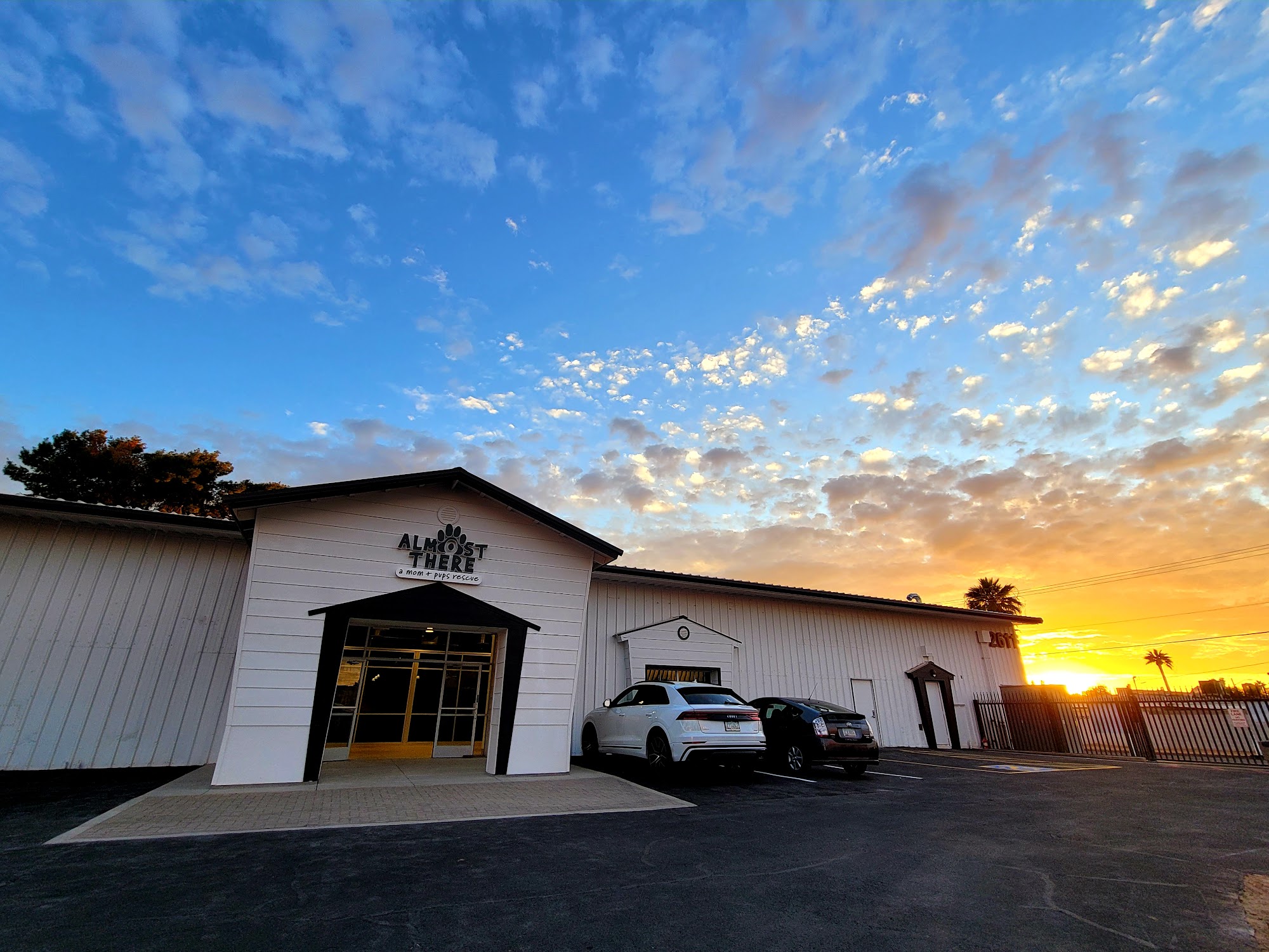 Almost There: A Mom + Pups Rescue Phoenix