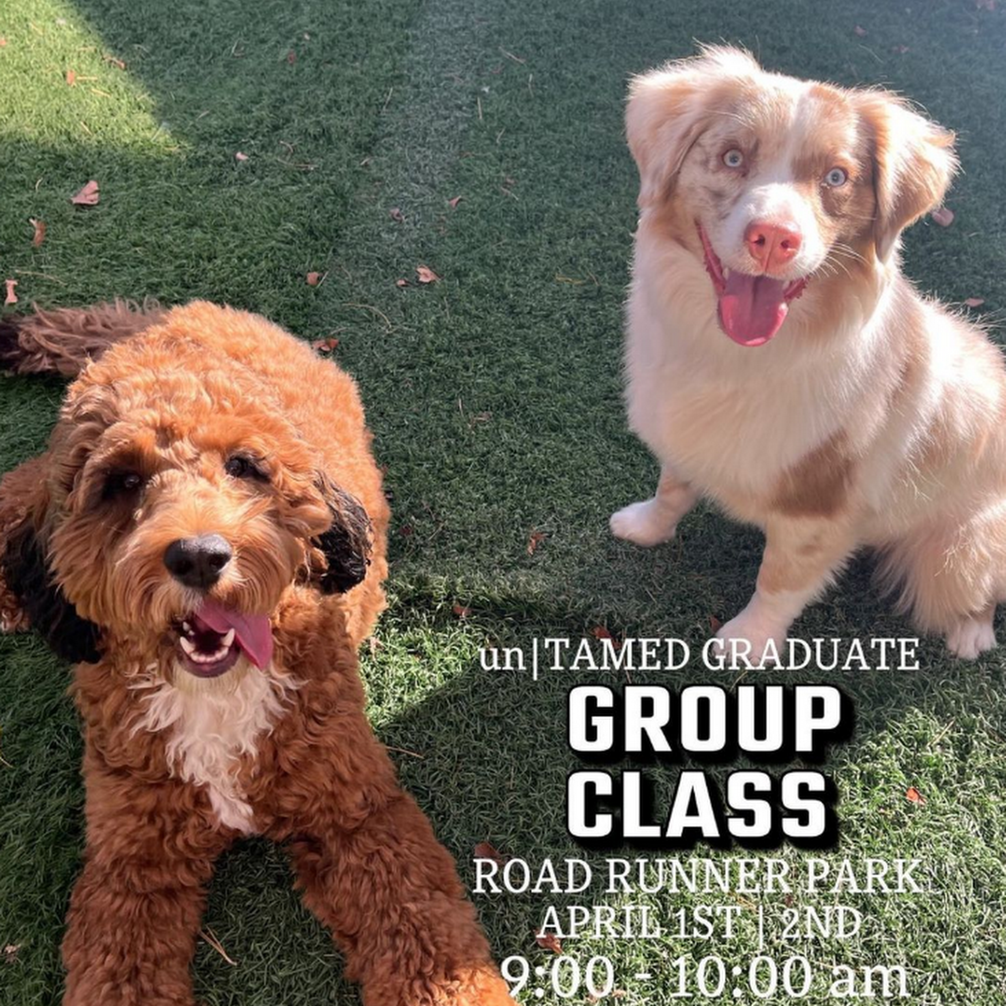 unTAMED Dog Co. Phoenix