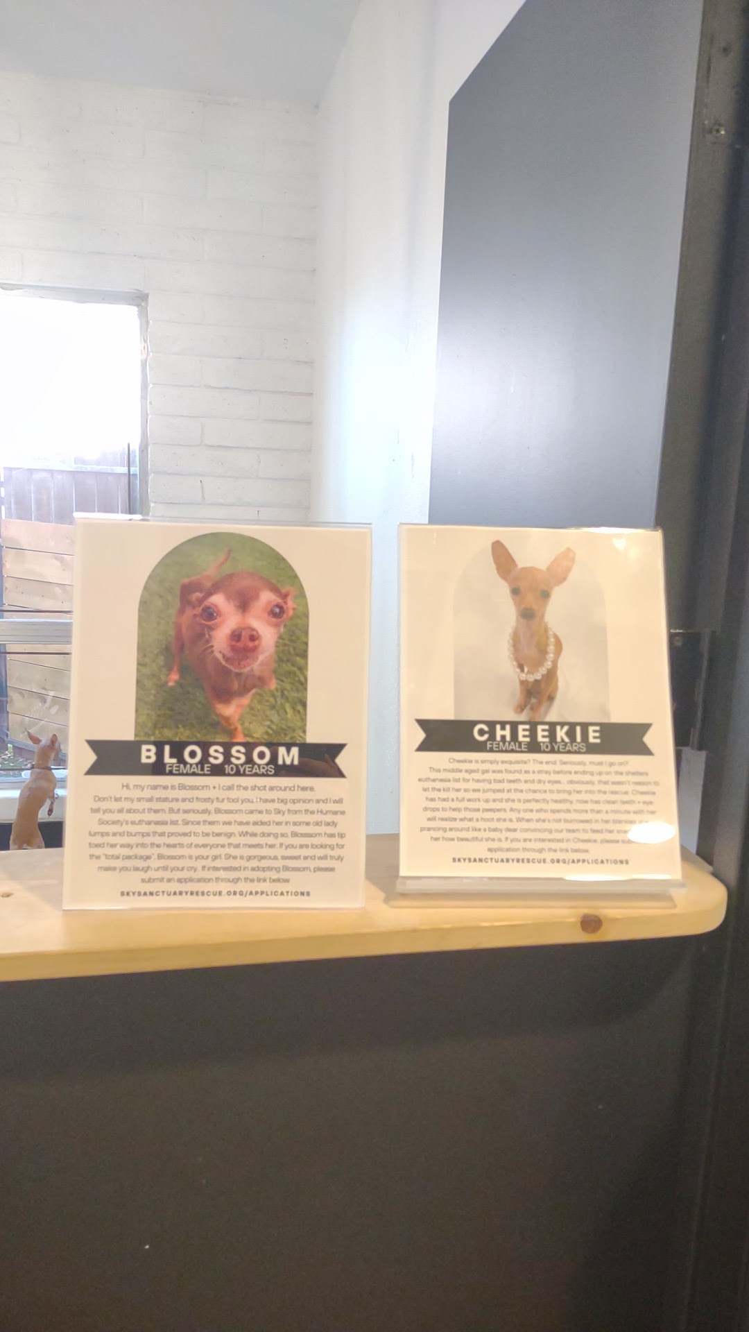 Sky Sanctuary Rescue Phoenix