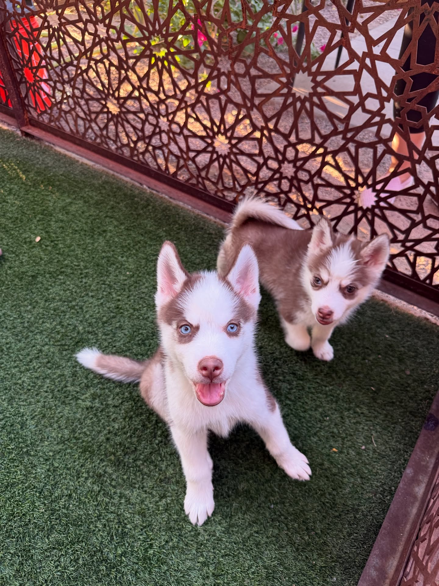 Pizza To The Rescue Phoenix