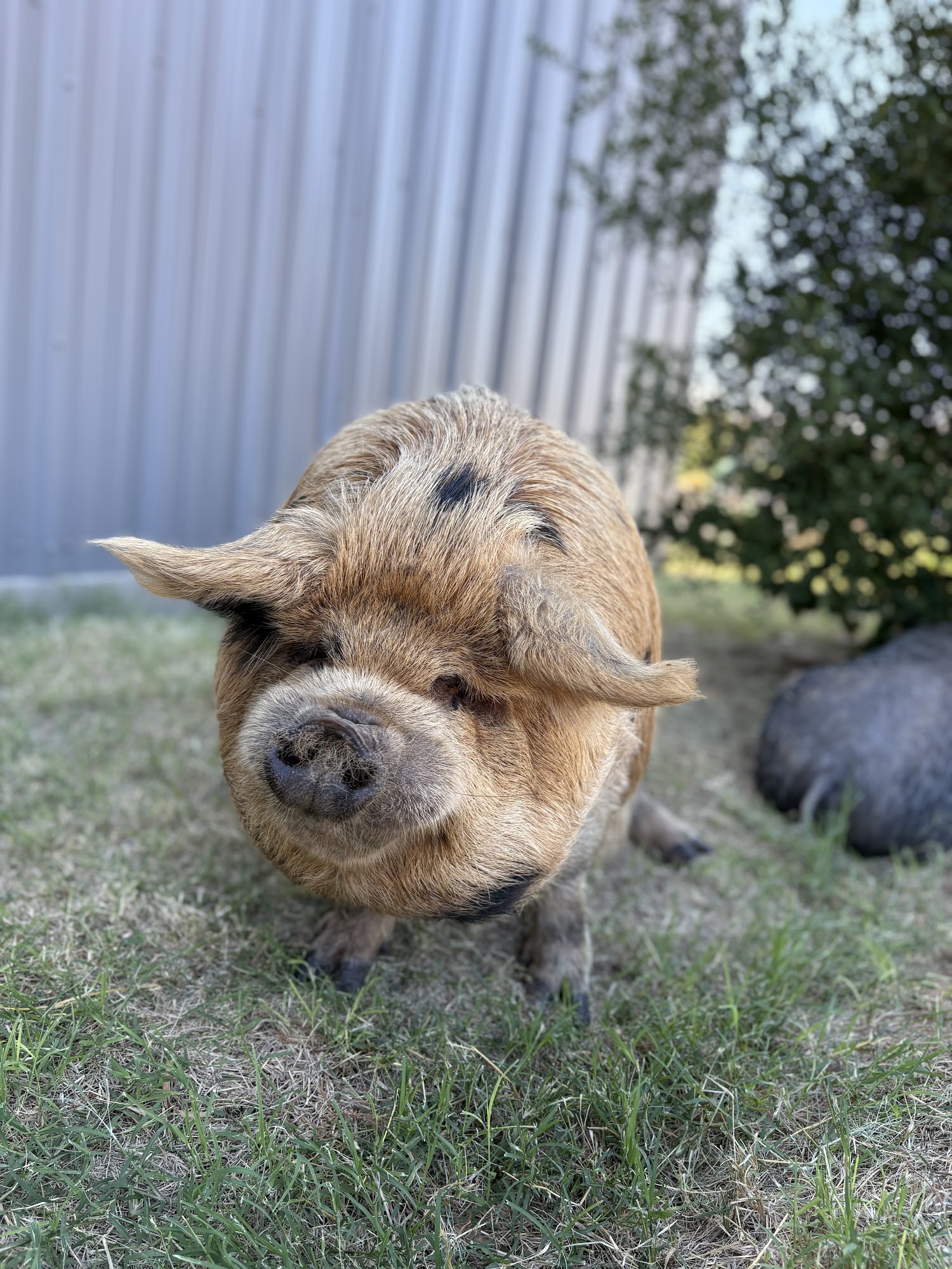 Arrandale Farms Phoenix