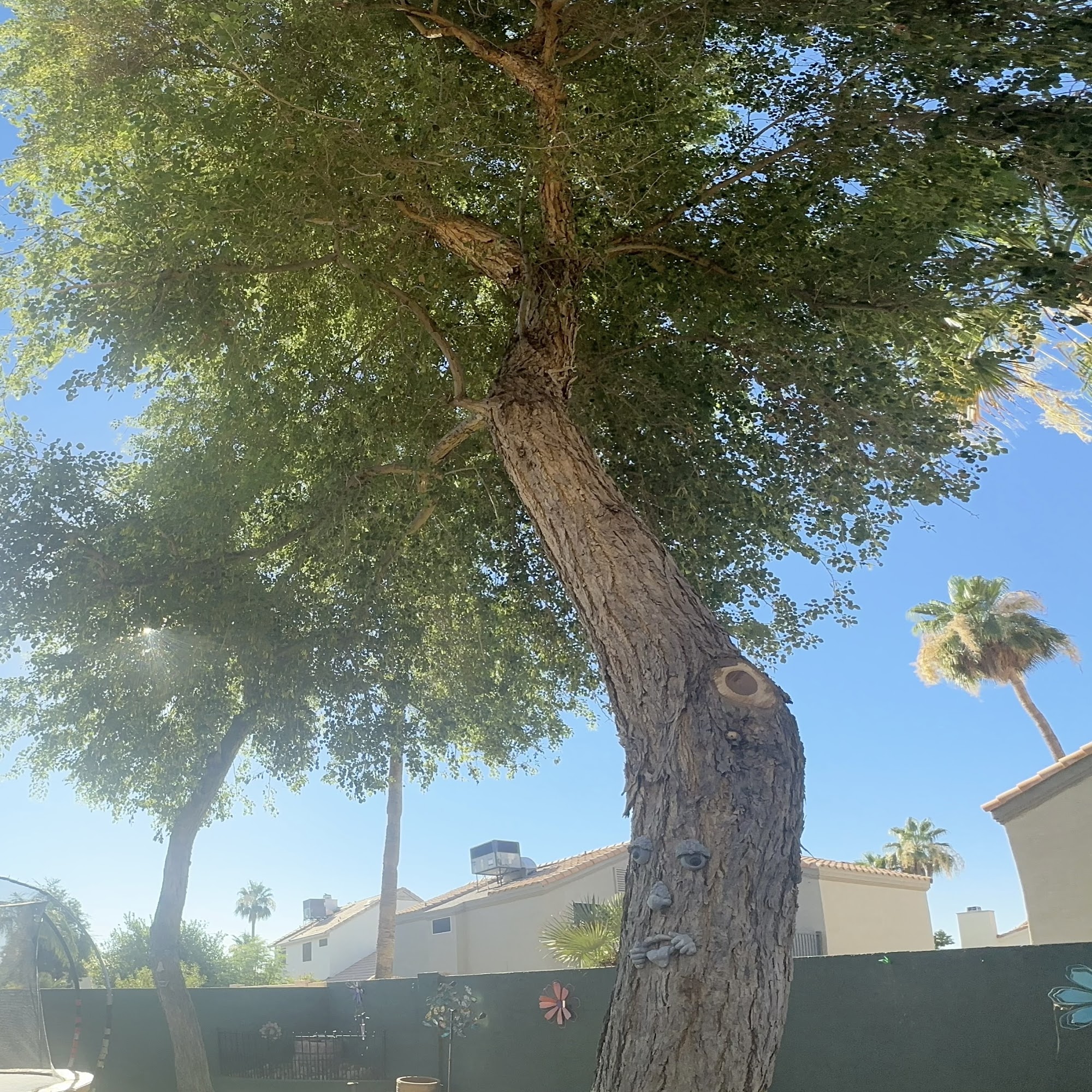 American Tree & Landscape Co