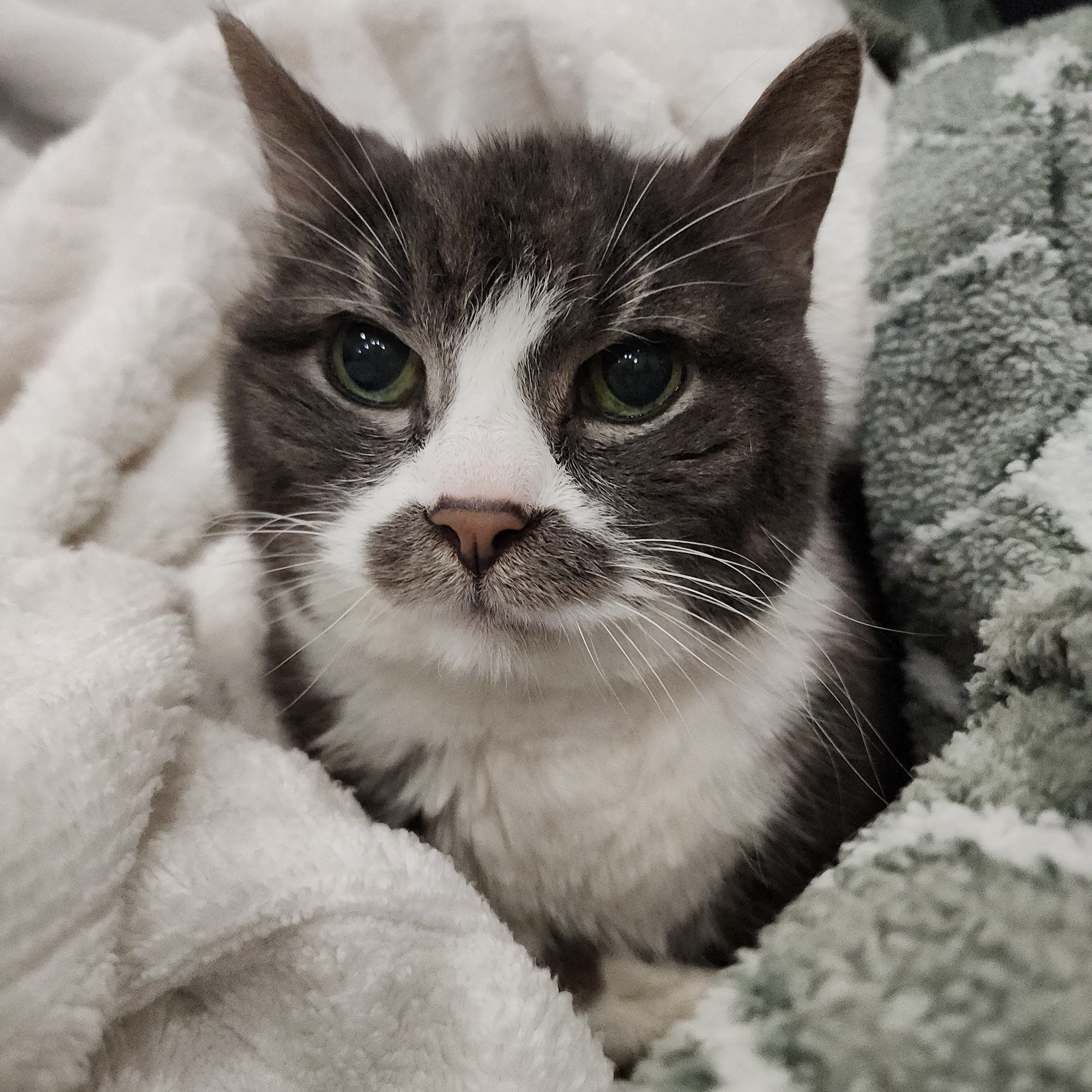 Aspen Ridge Animal Hospital Pinetop-Lakeside