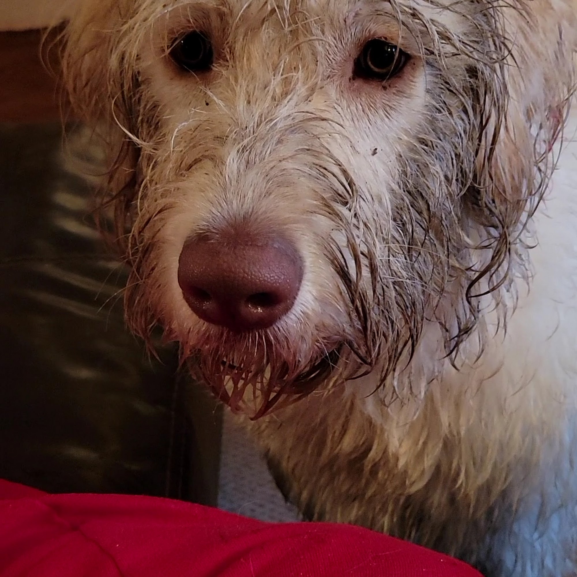 Blue Ridge Pet Clinic Pinetop-Lakeside