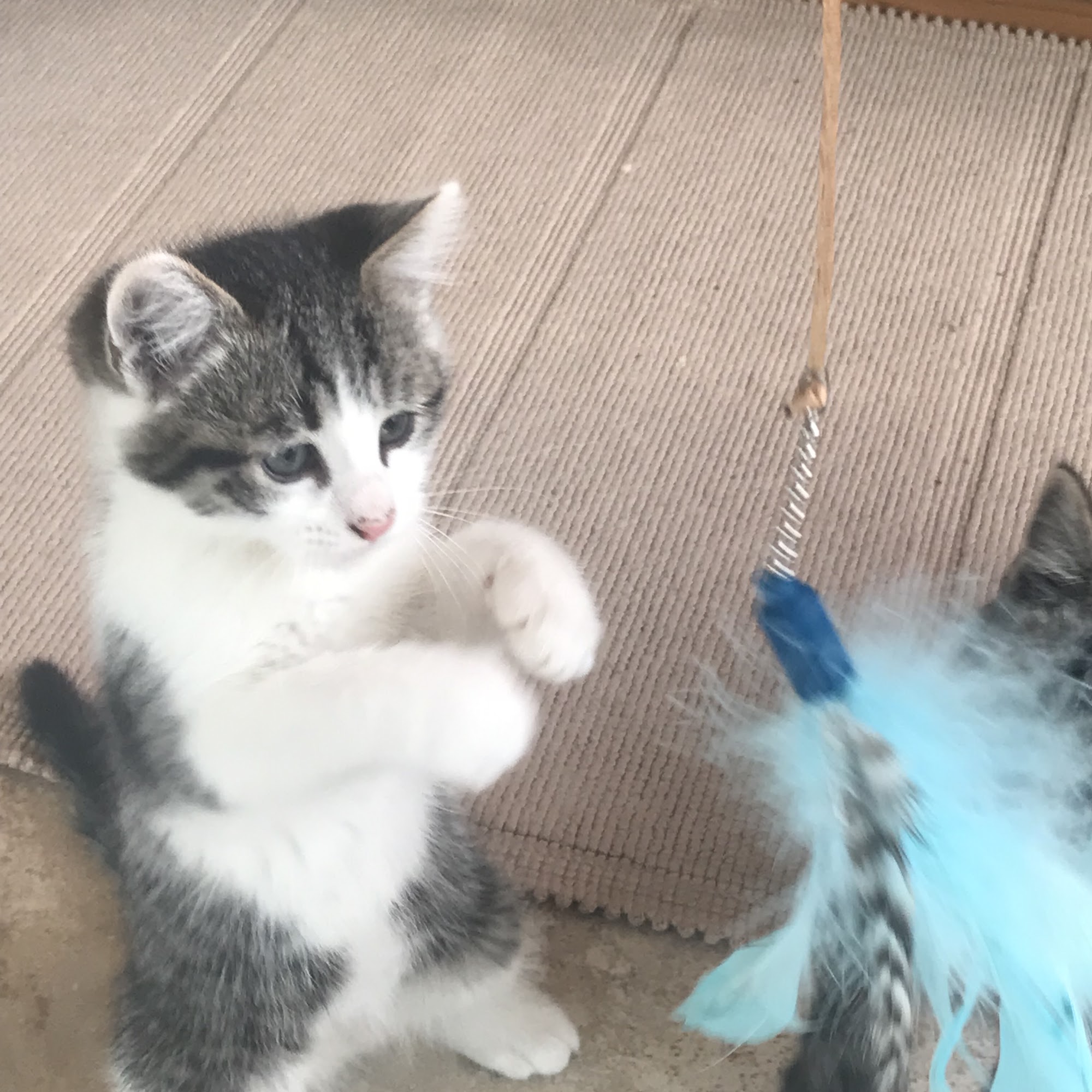 Bradshaw Mountain Animal Hospital Prescott Valley