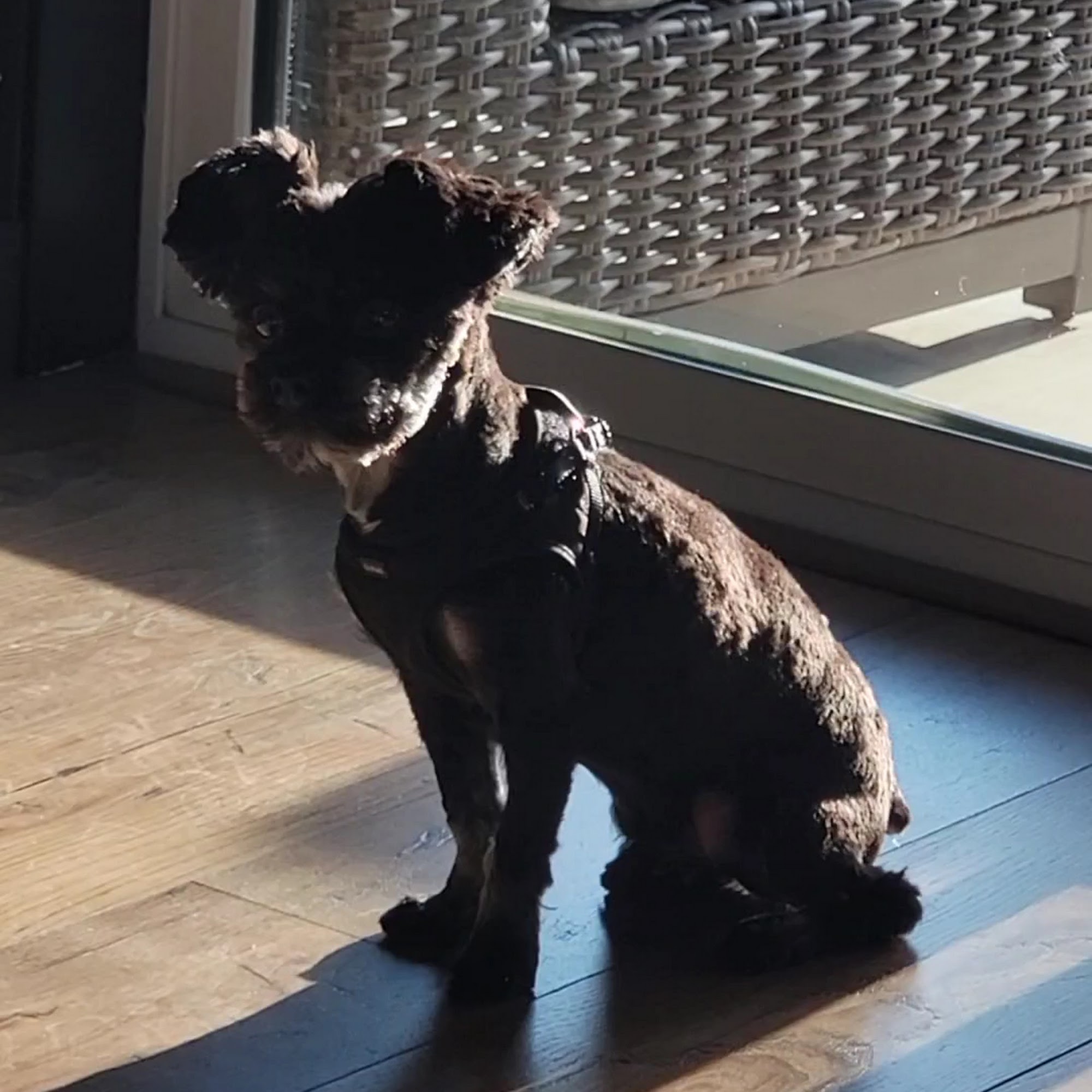 Pet Dental USA Prescott Valley