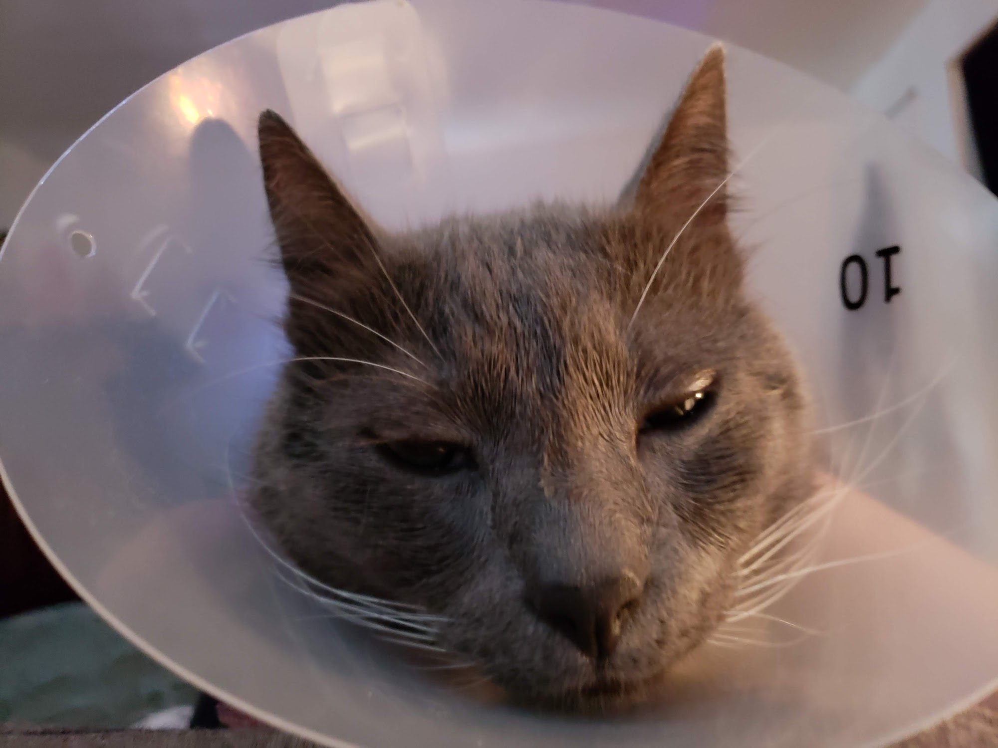 Pet Dental USA Prescott Valley