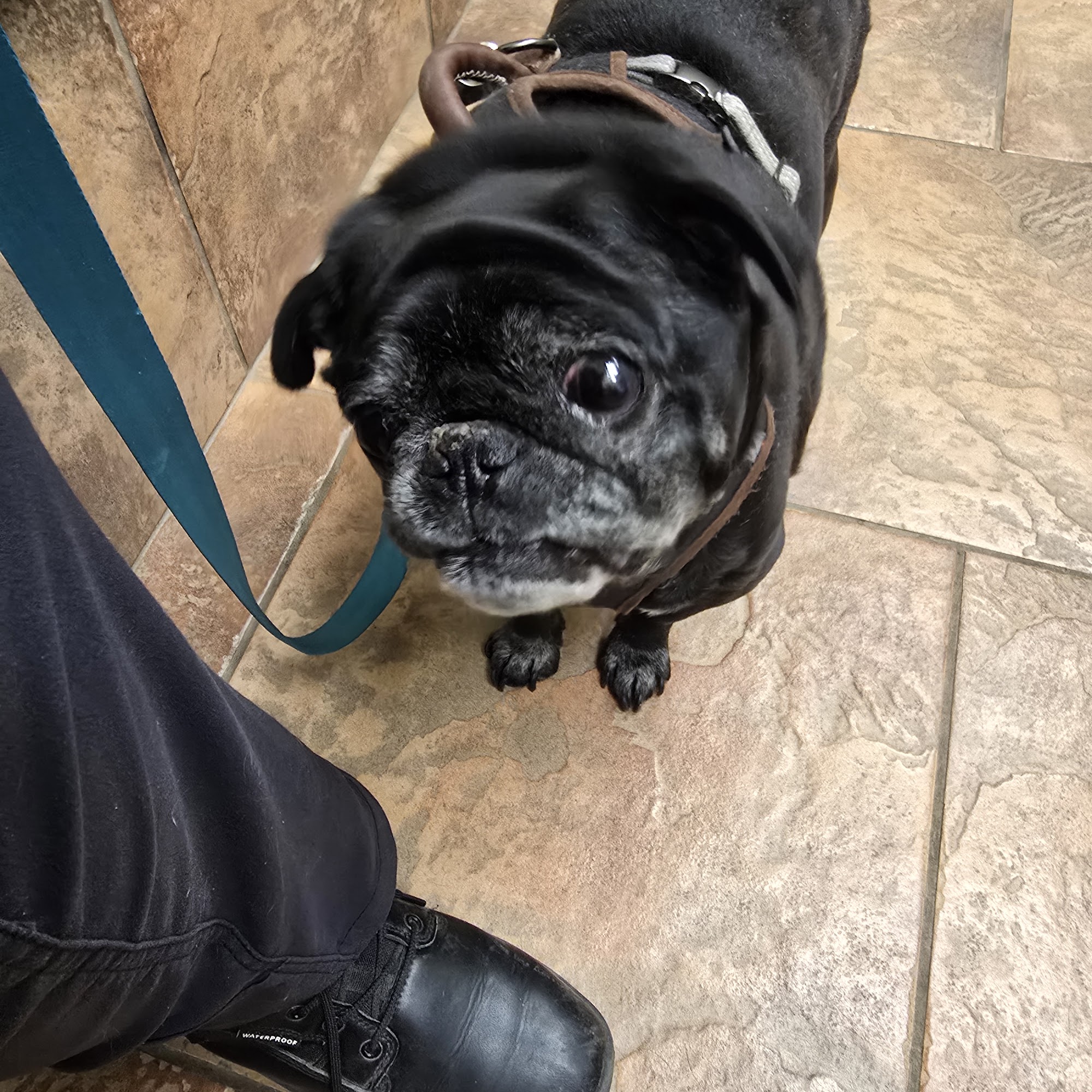 Prescott Valley Pet Clinic Prescott Valley