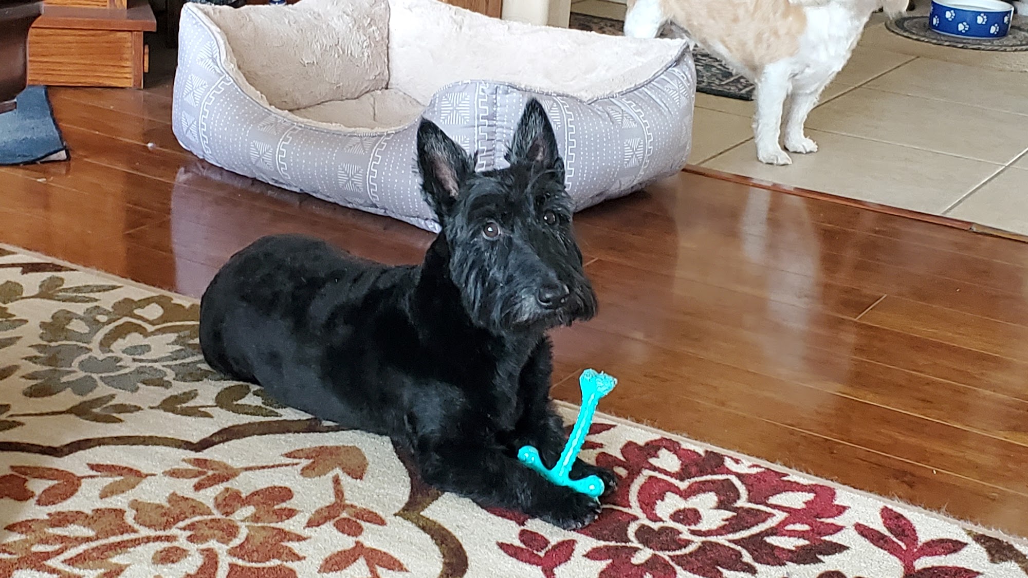 High Country Pet Clinic Prescott Valley