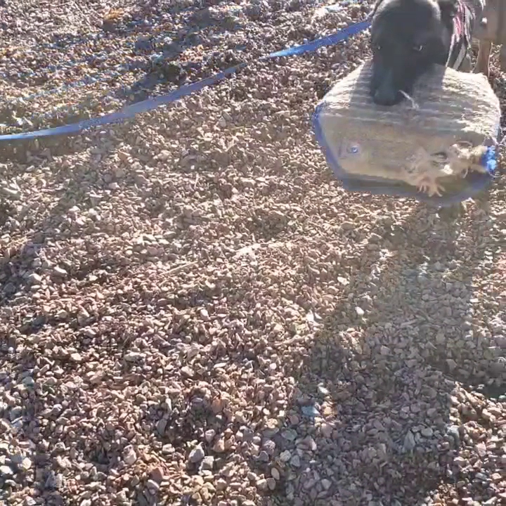 Armor K9 Prescott Valley