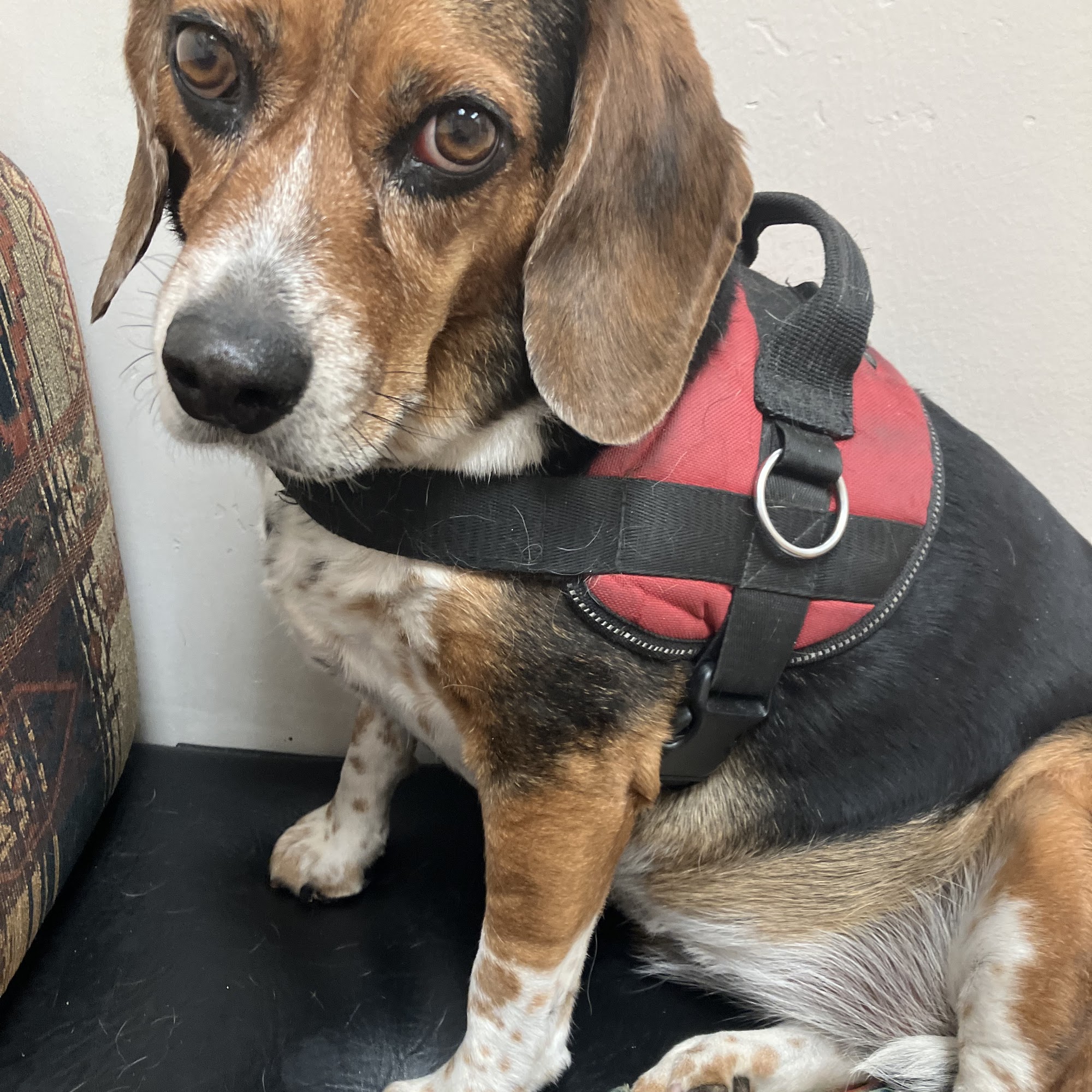 Wags Pet Resort Prescott Valley