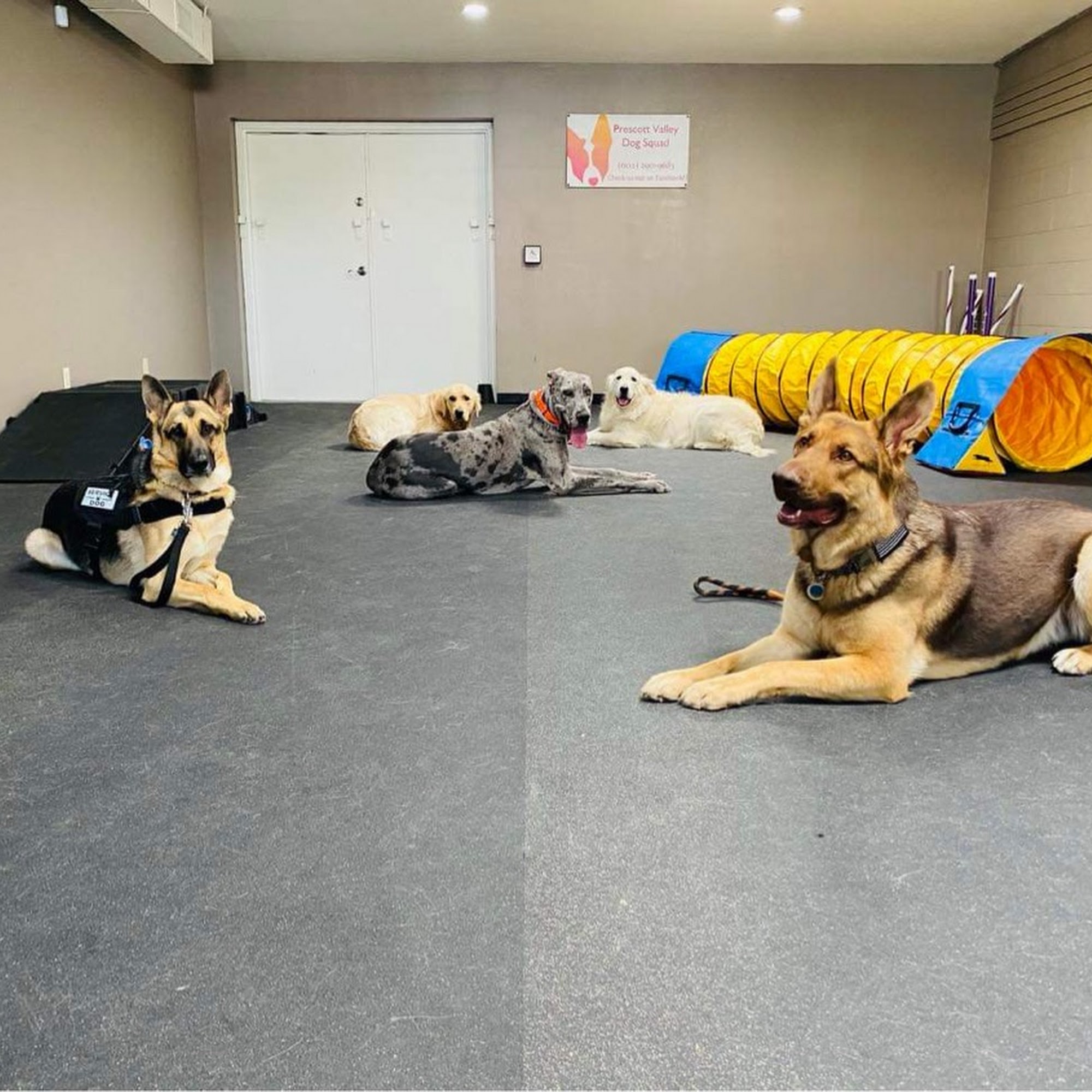 Prescott Valley Dog Squad Prescott Valley