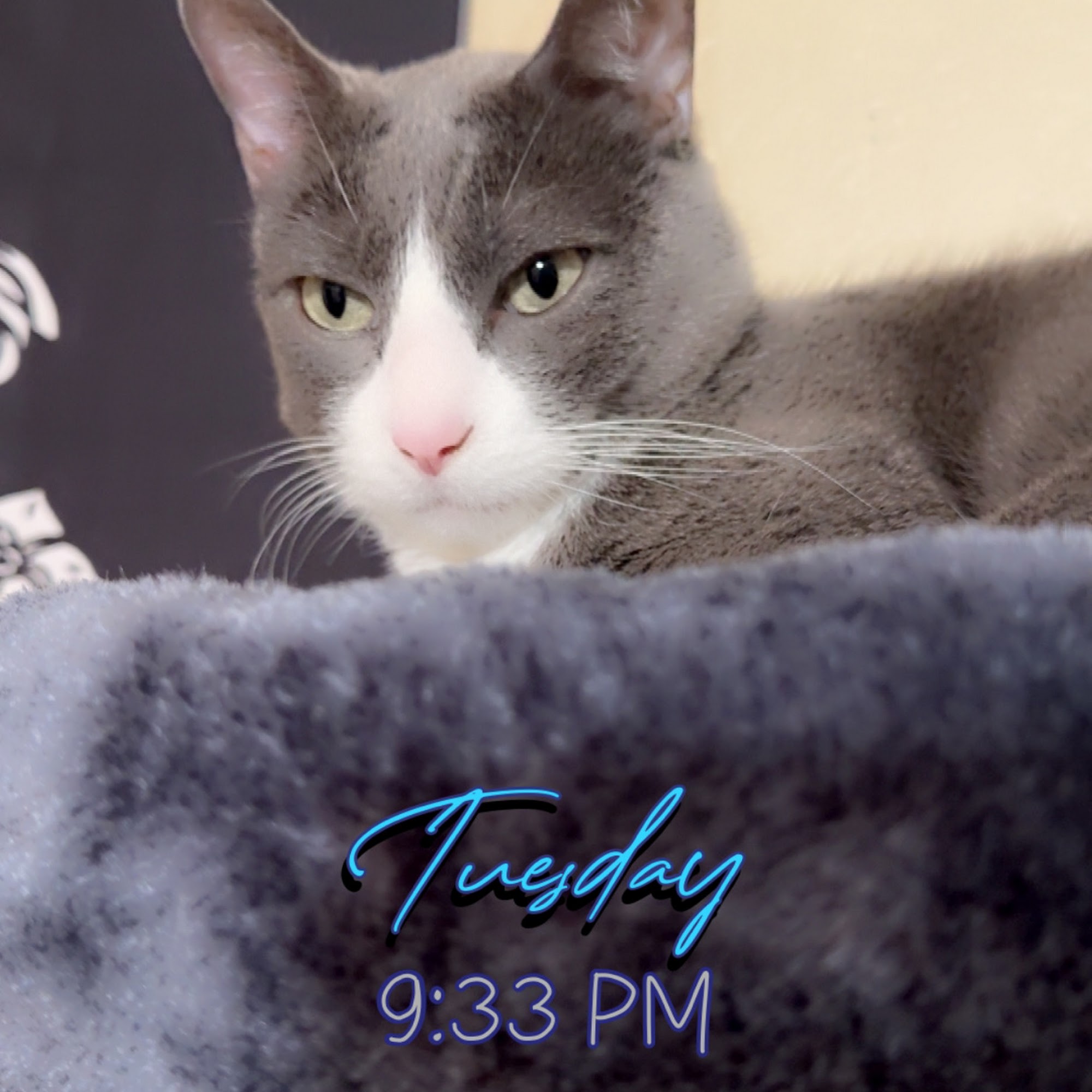 Granite Mountain Vet Hospital Prescott