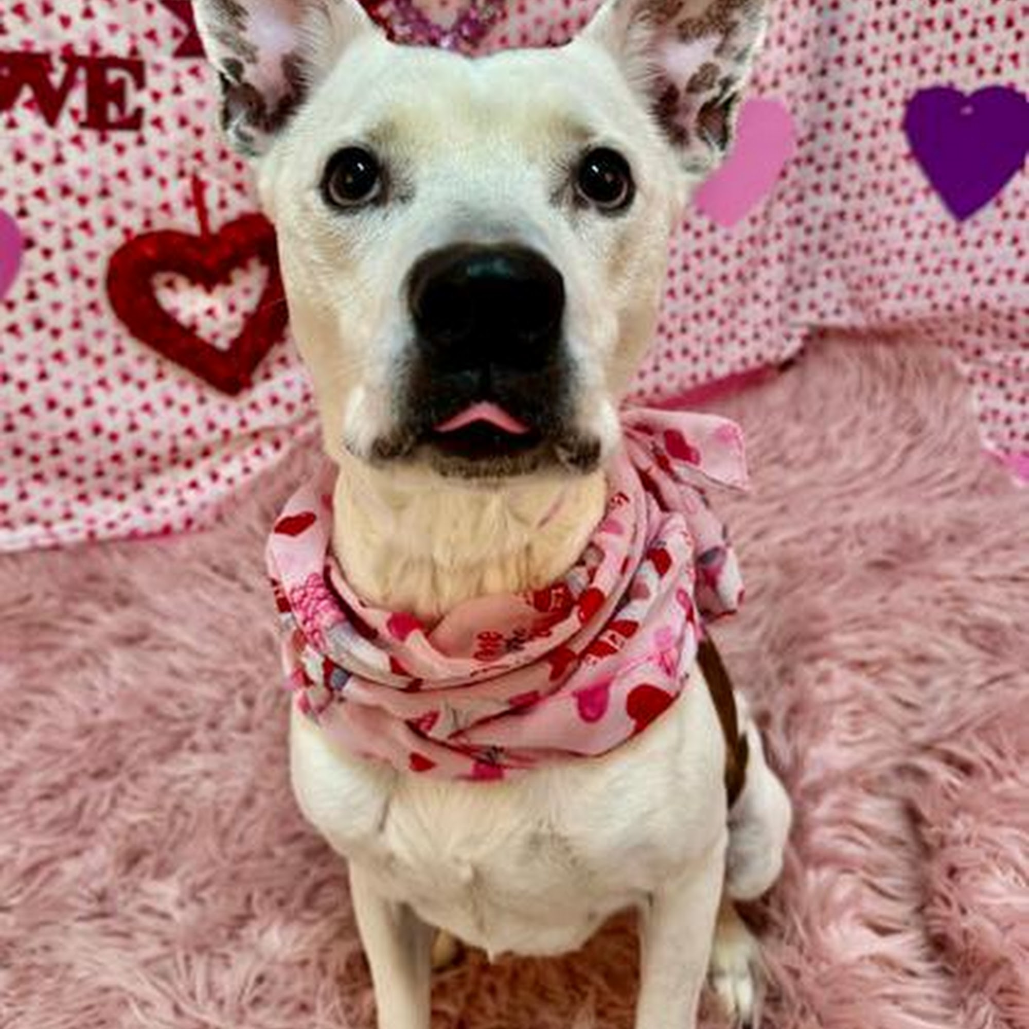 Yavapai Humane Society Prescott