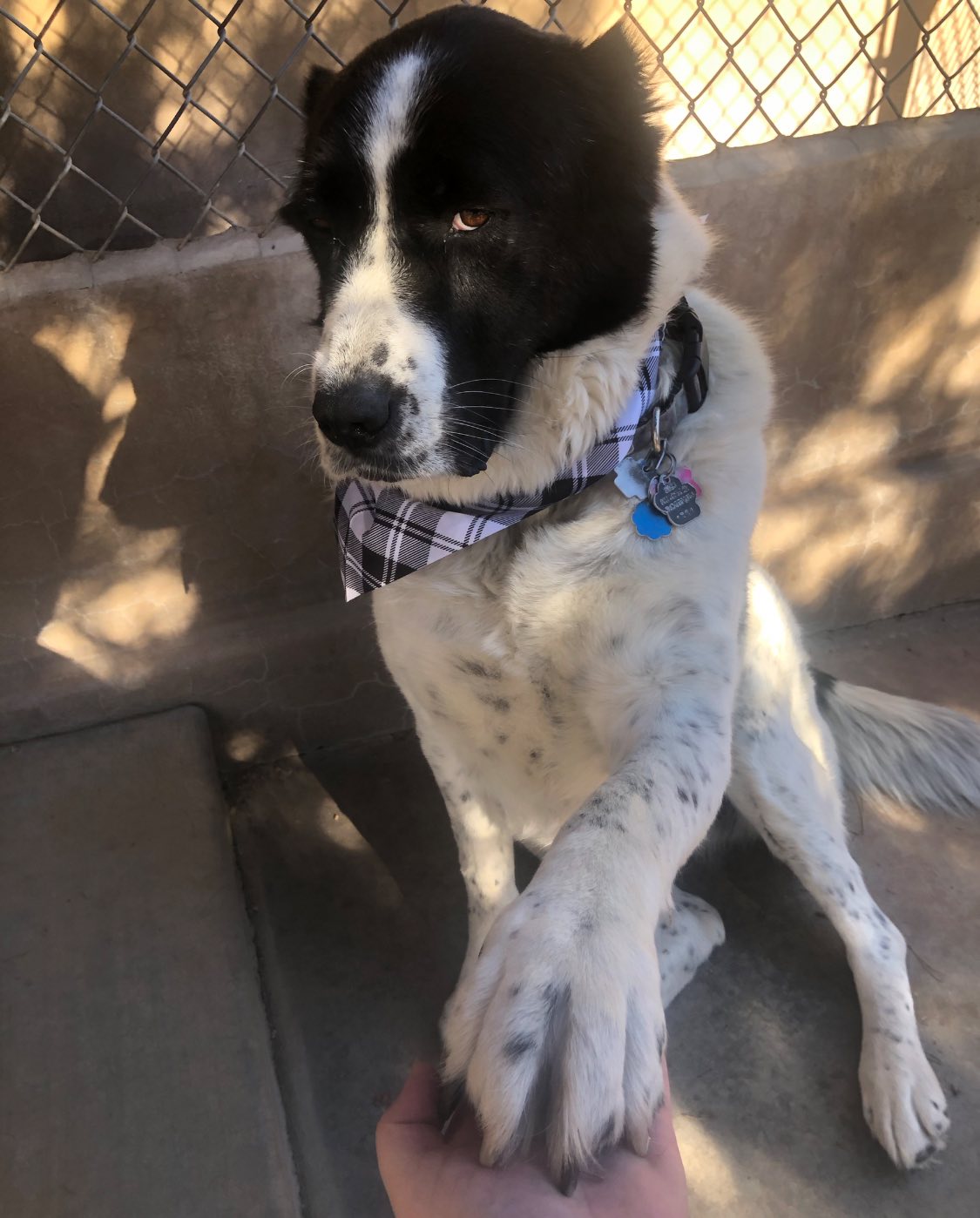 Doggie Dude Ranch Prescott