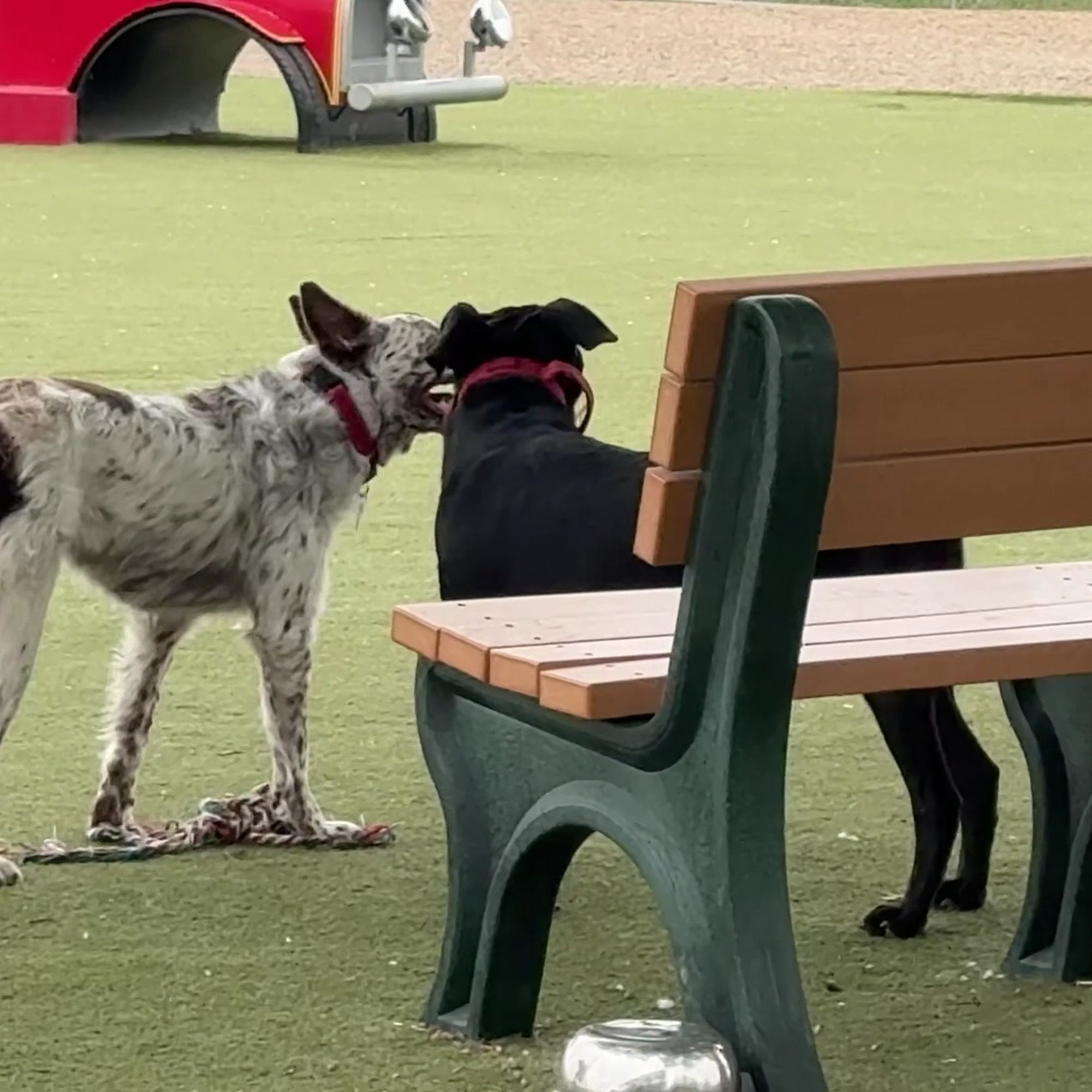 Willow Creek Beneful Dream Dog Park Prescott