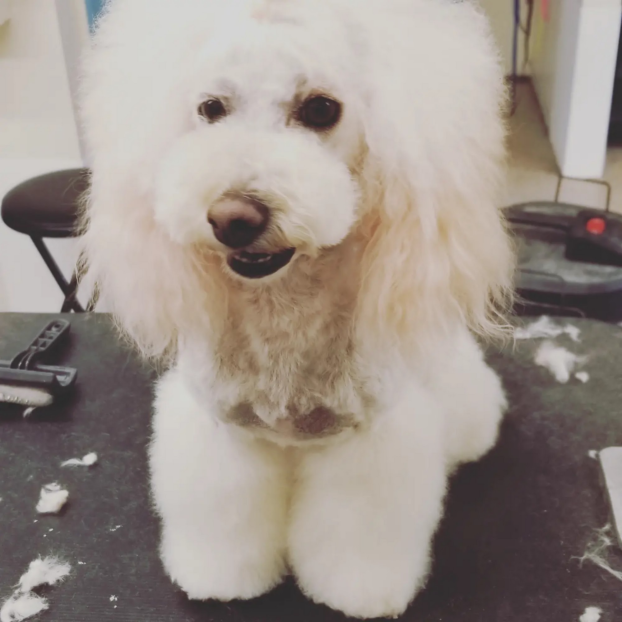 Posh pups pet grooming Prescott