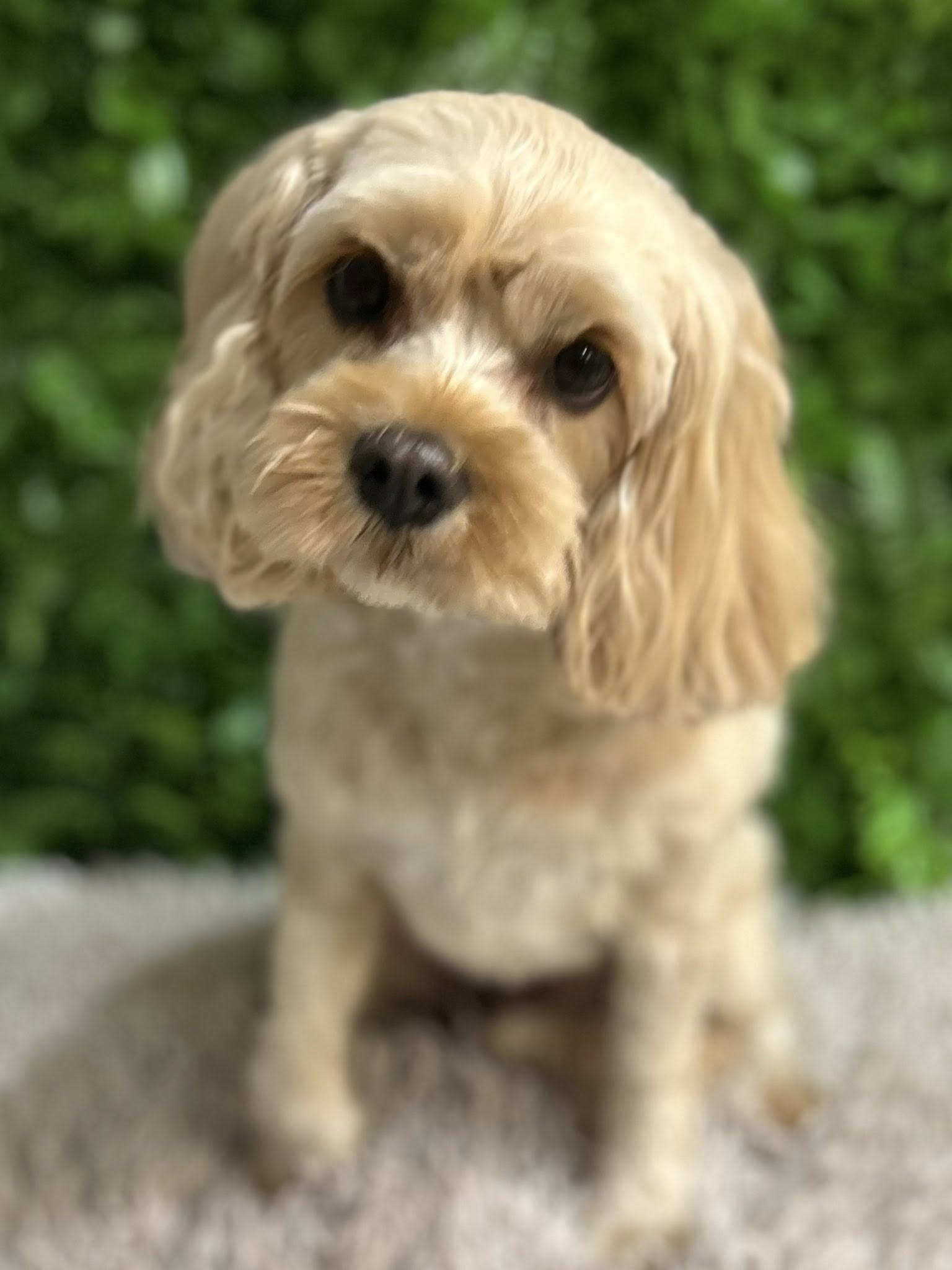 Posh pups pet grooming Prescott