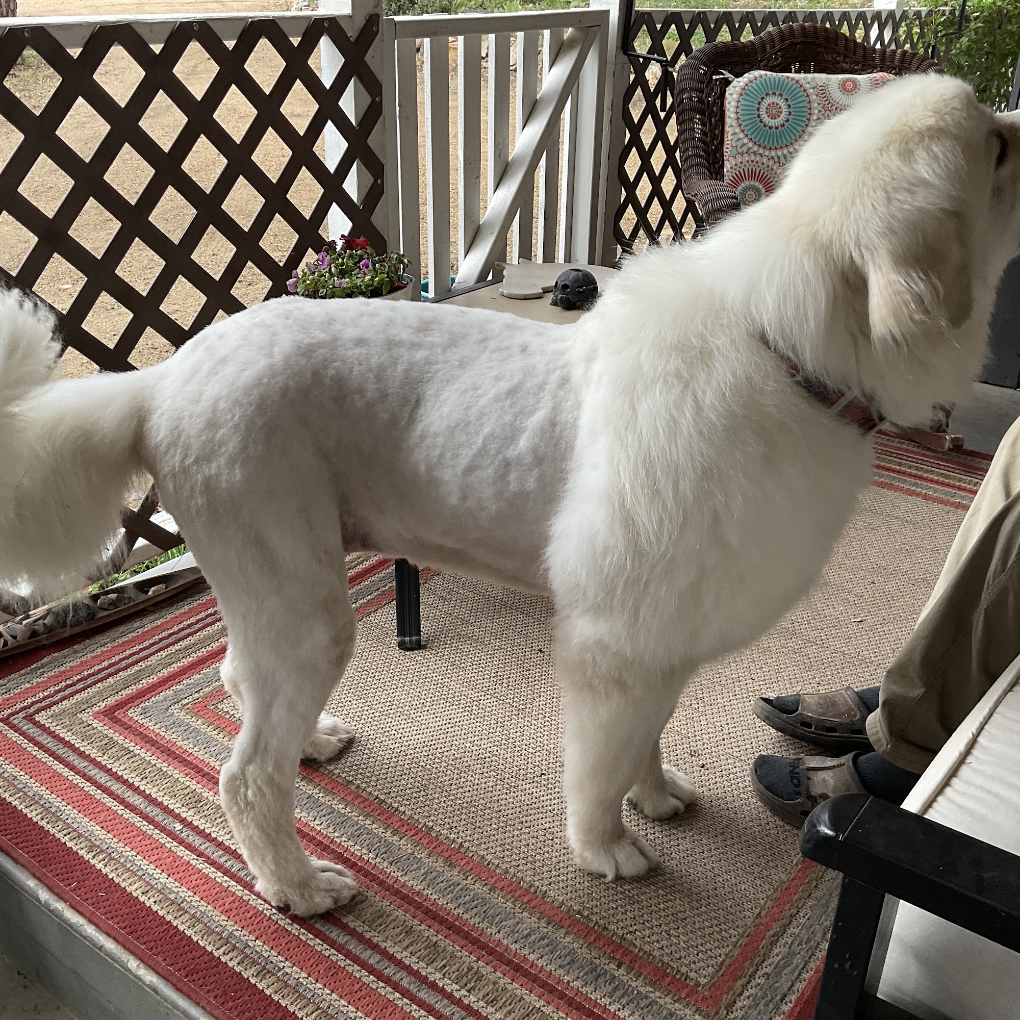 Wags To Whiskers Dog Grooming Prescott