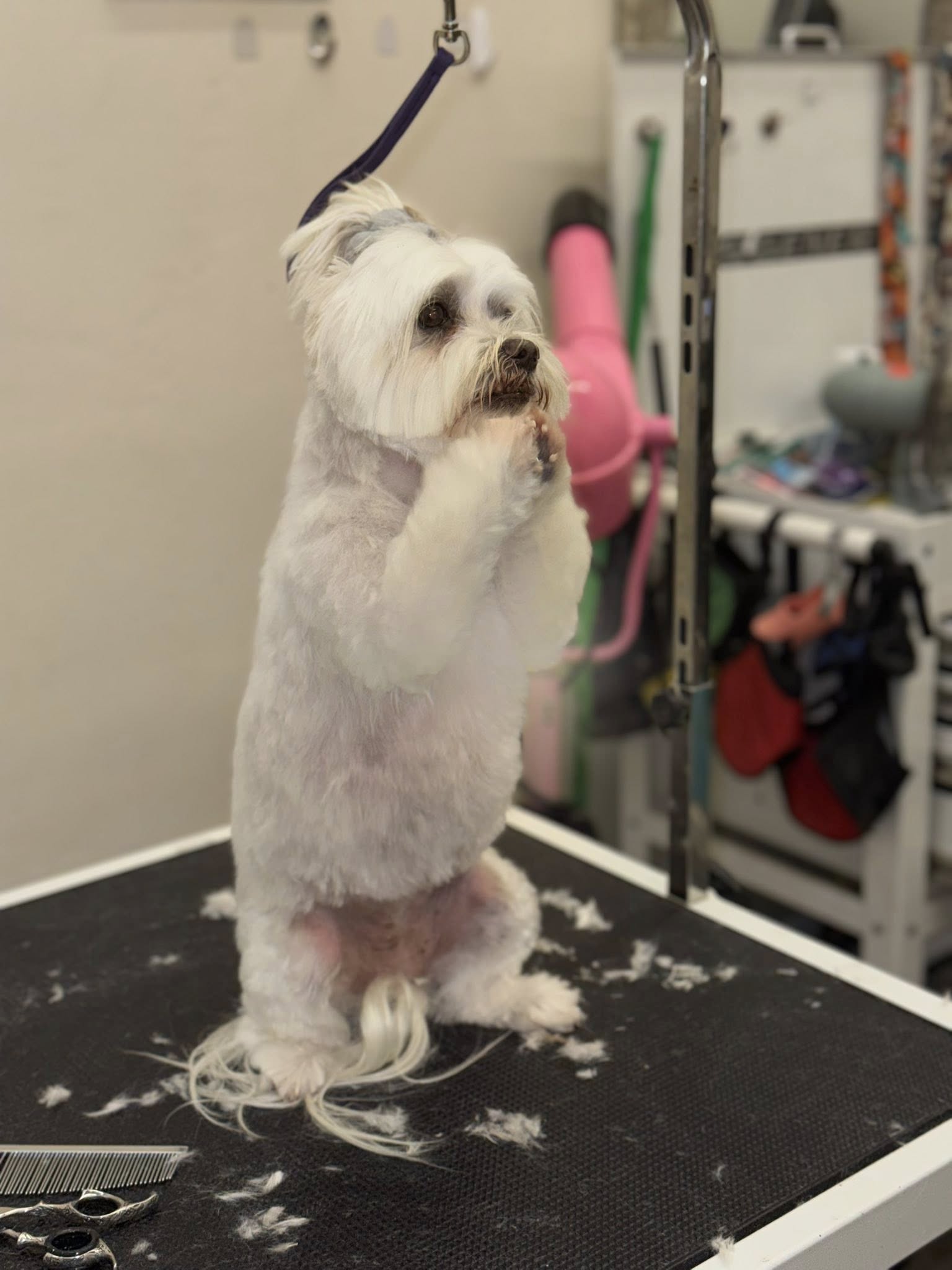 Wags To Whiskers Dog Grooming Prescott