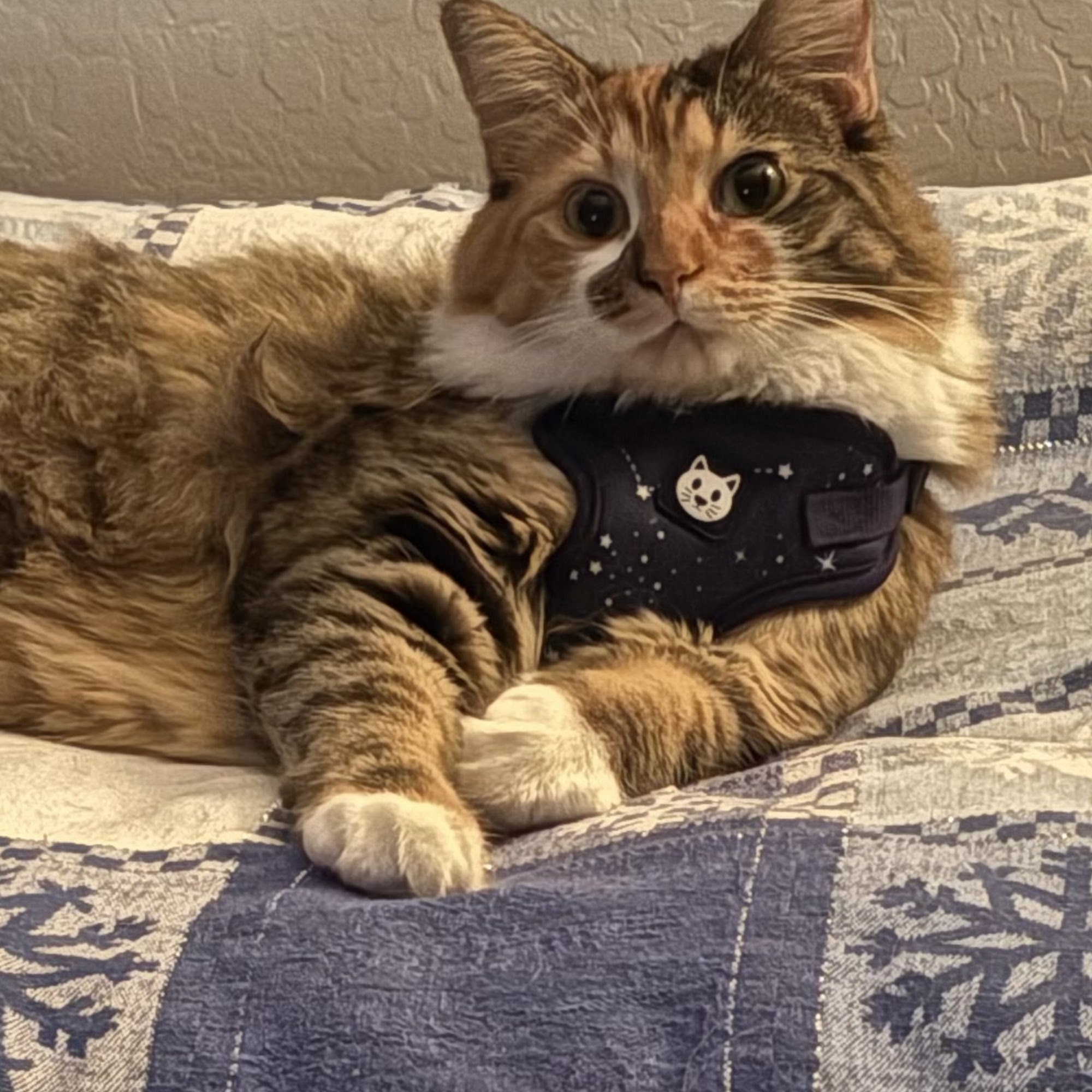 Animal House Veterinary Clinic Queen Creek