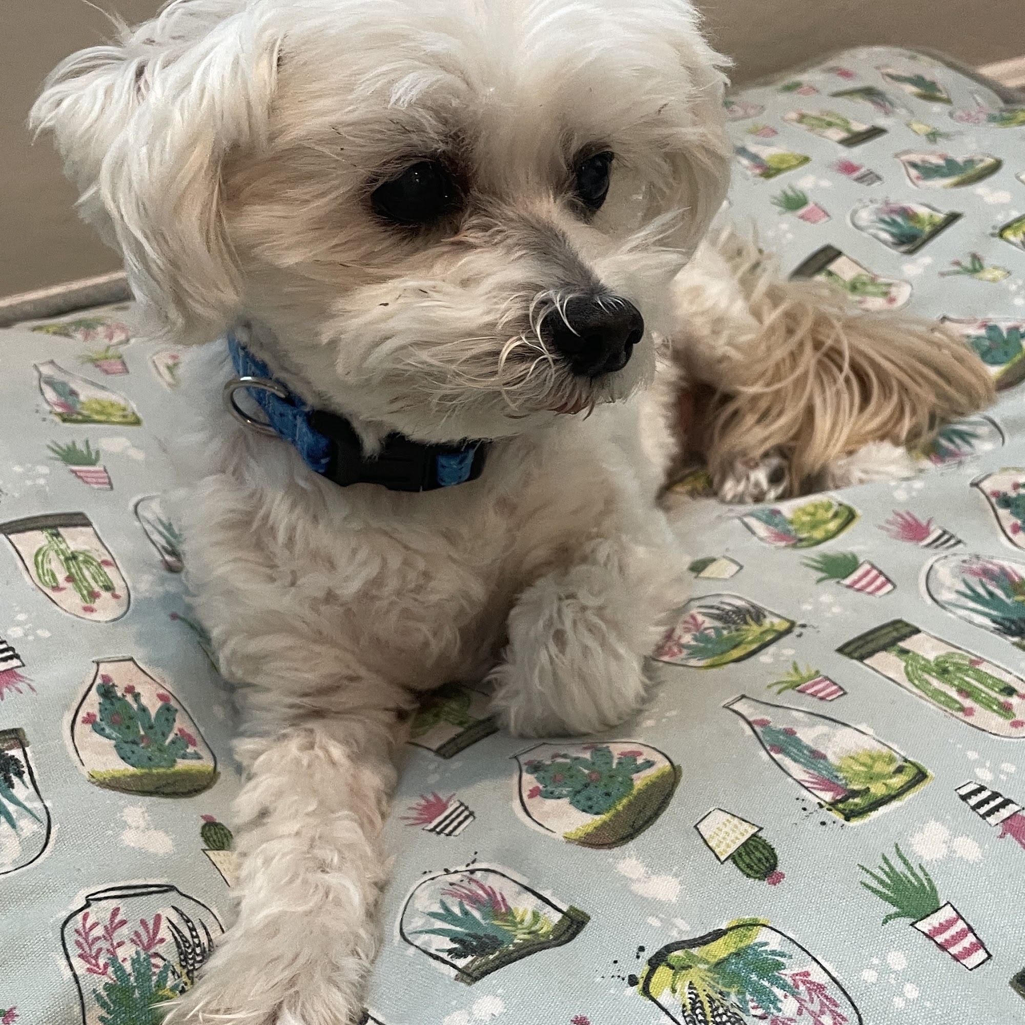 San Tan Animal Hospital Queen Creek