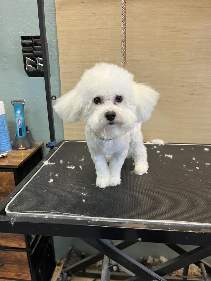 Ritzy Grooming Queen Creek