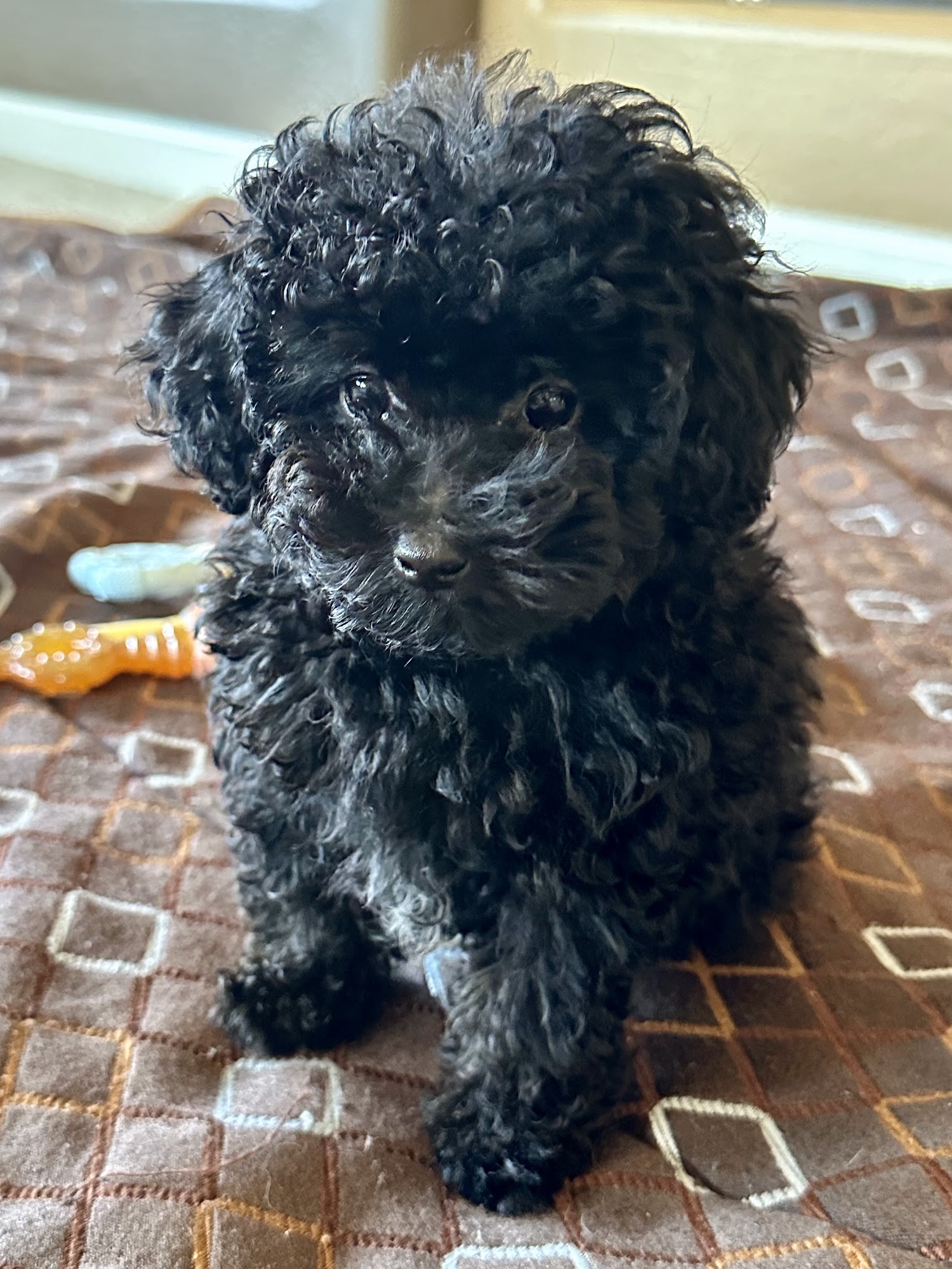 Prestigious toy poodles Queen Creek